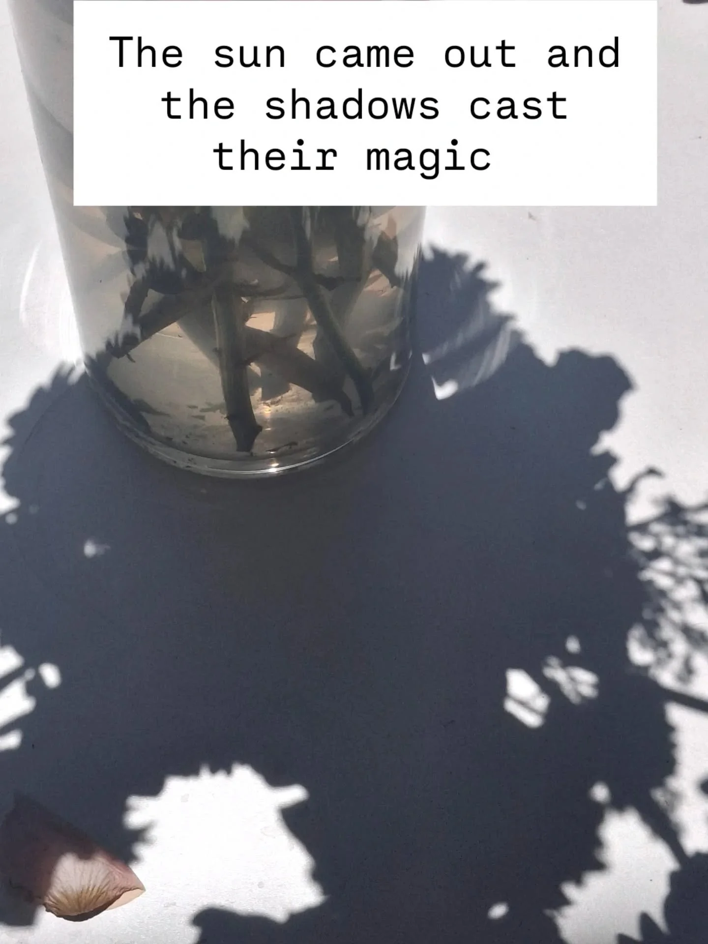 Painting in natural light is one of my non negotiables 

Having an indoor/ outdoor studio space means I can capture the inky cast shadows made possible by the queensland sun 

This still life is just about finished 

#helenevansartist #helenjevansart