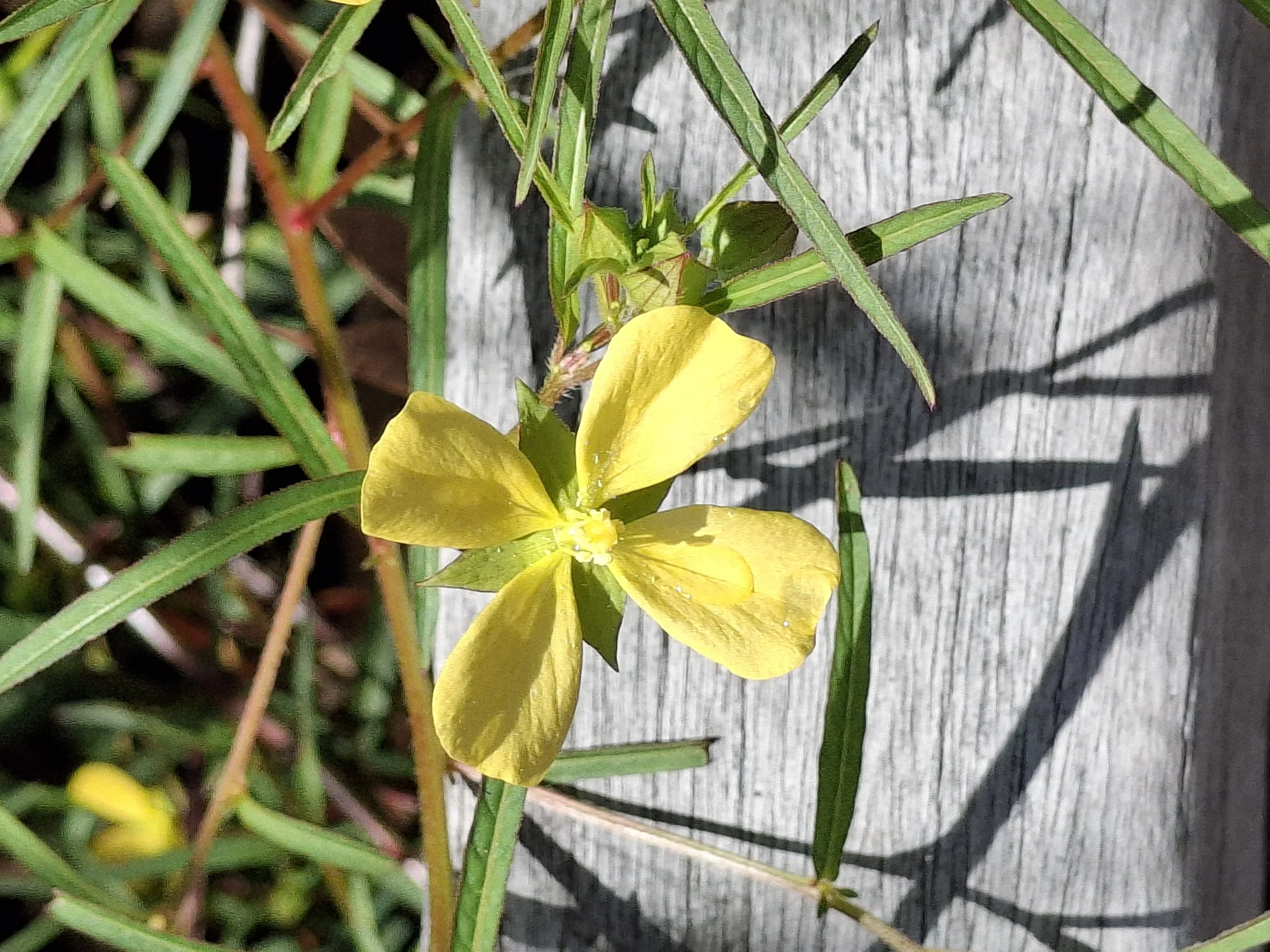 Learning to See: Why Observation Is the Foundation of a Creative Practice