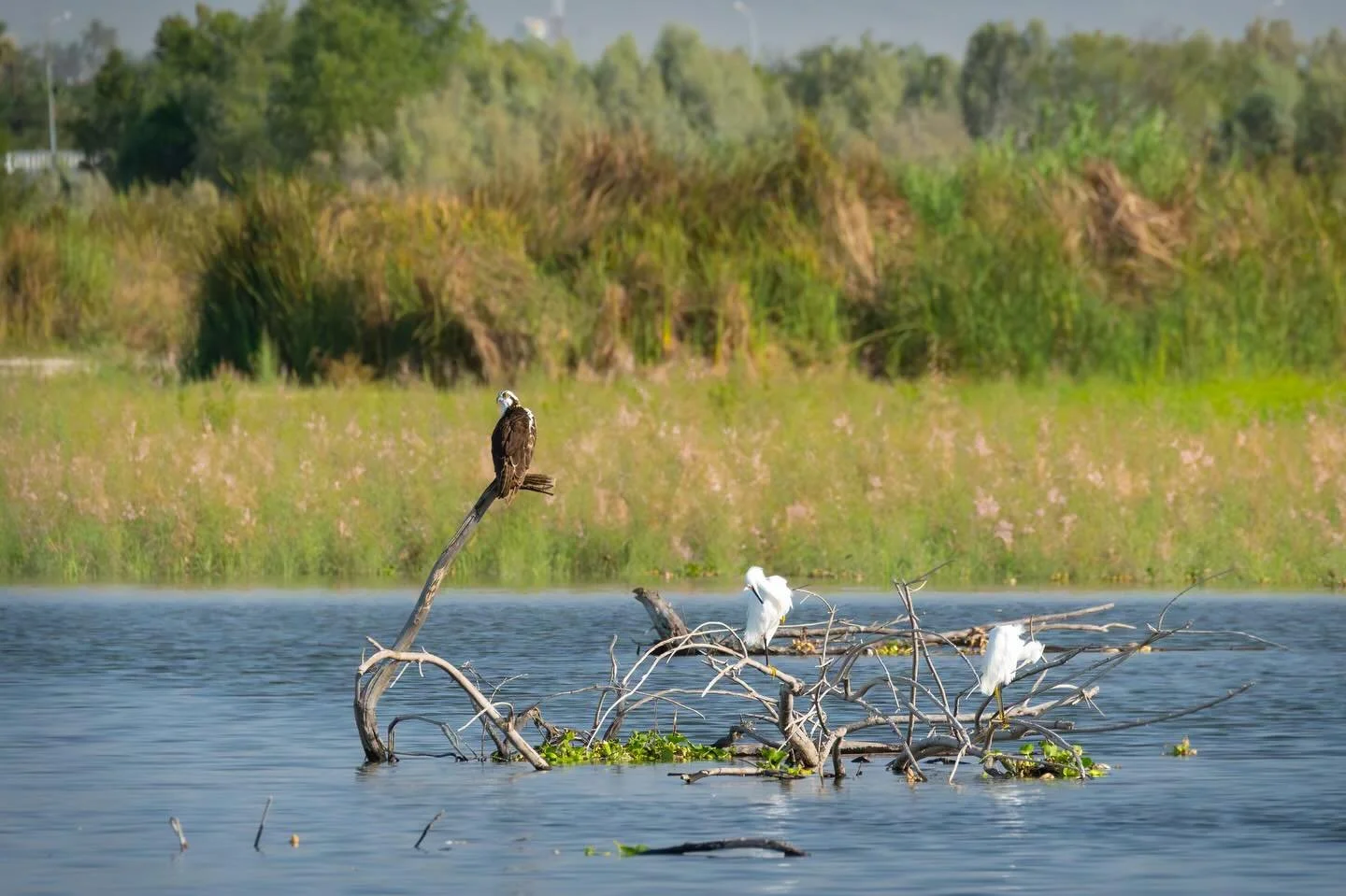 Voces del Estero
@rafa_alonso_photography