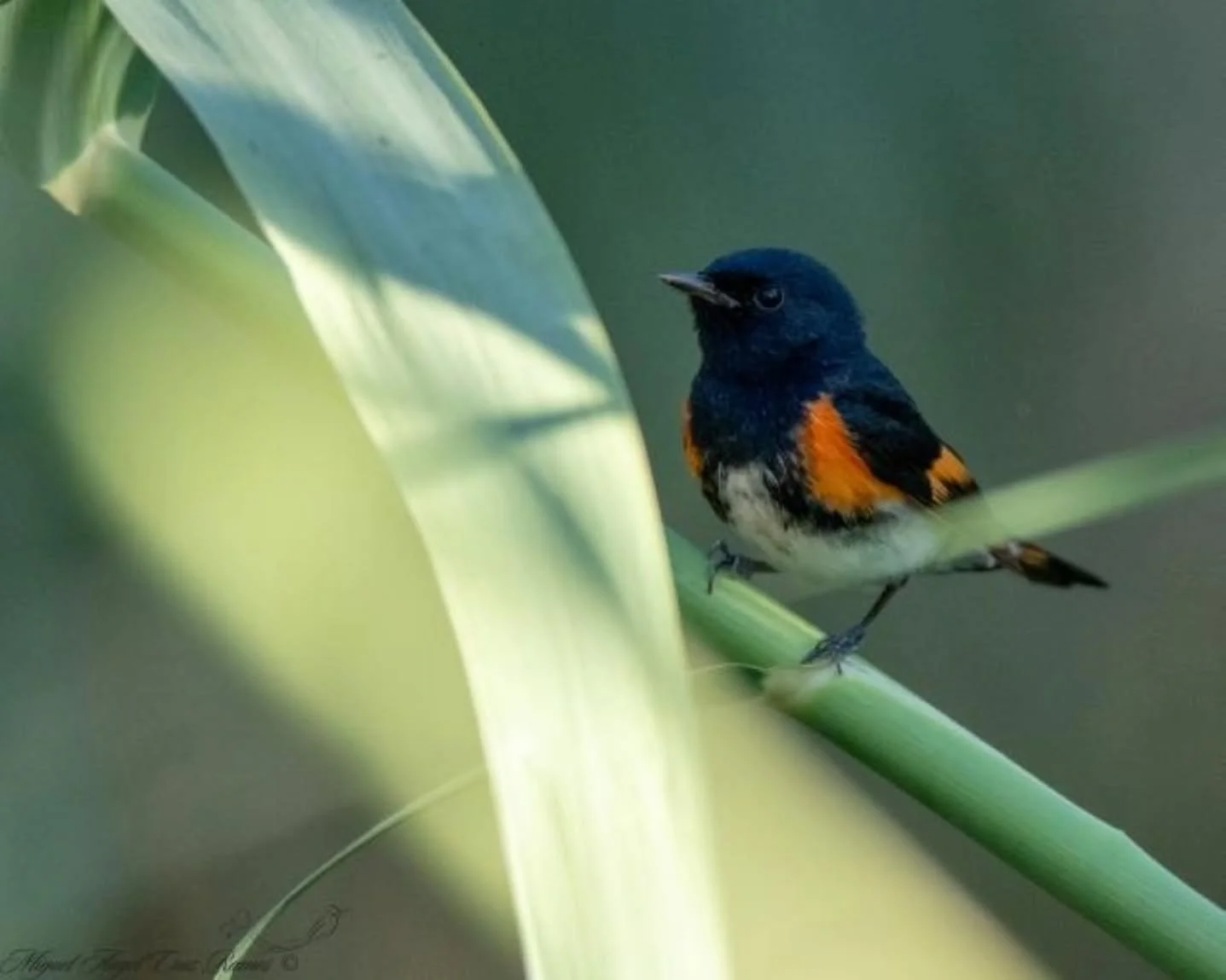 Para honrar el D&iacute;a Mundial de las Aves Migratorias, que se celebra los 2dos s&aacute;bados de mayo y octubre, venimos a compartirles algo del trabajo de @mikeebcs 

Mike es originario de Oaxaca y lleva 20 a&ntilde;os en San Jos&eacute;, de los