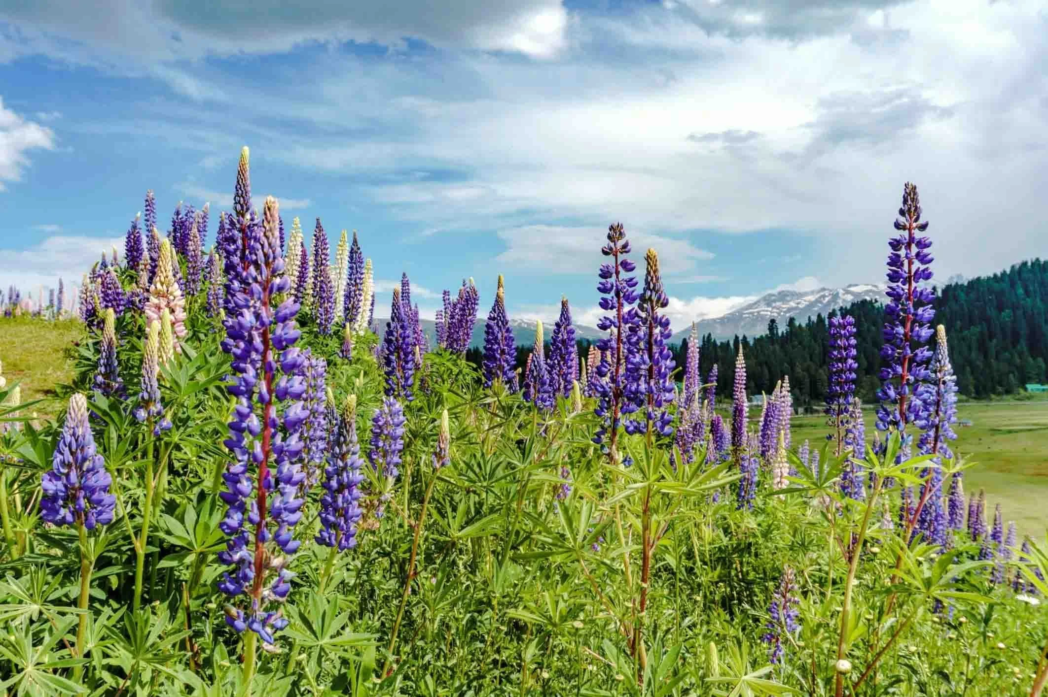 Mid-Week Meditation: Sanity Break 