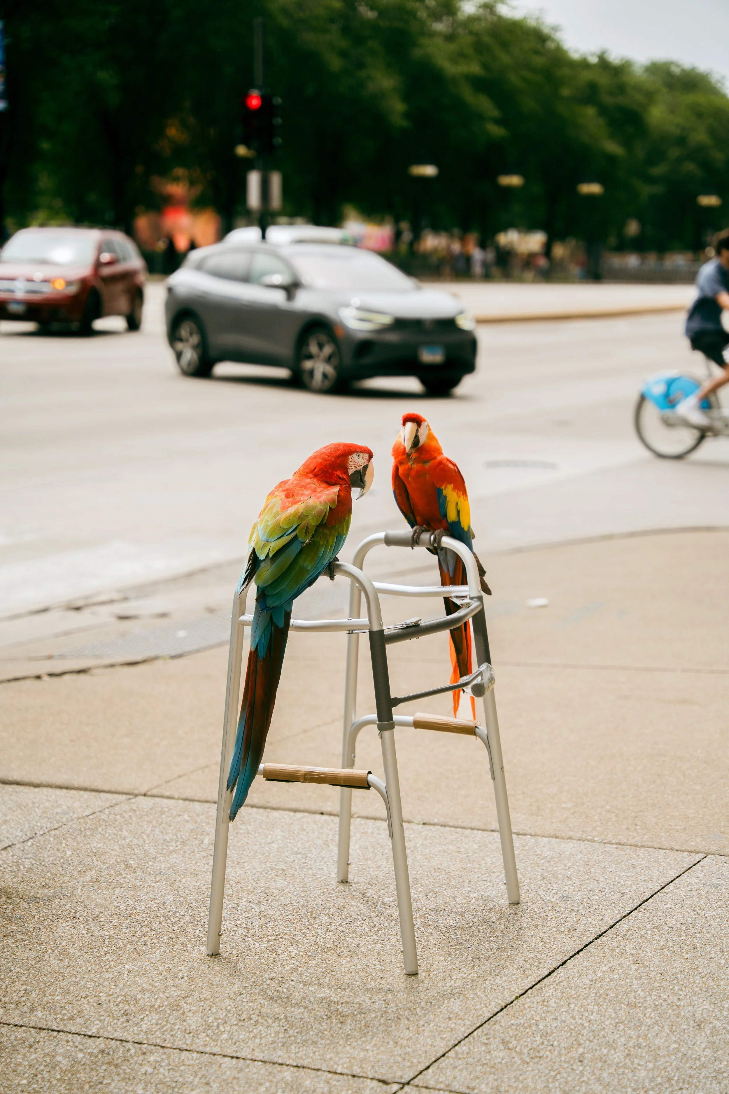 Two colorful parrots perch on a walker on a city sidewalk with traffic and a cyclist in the background.