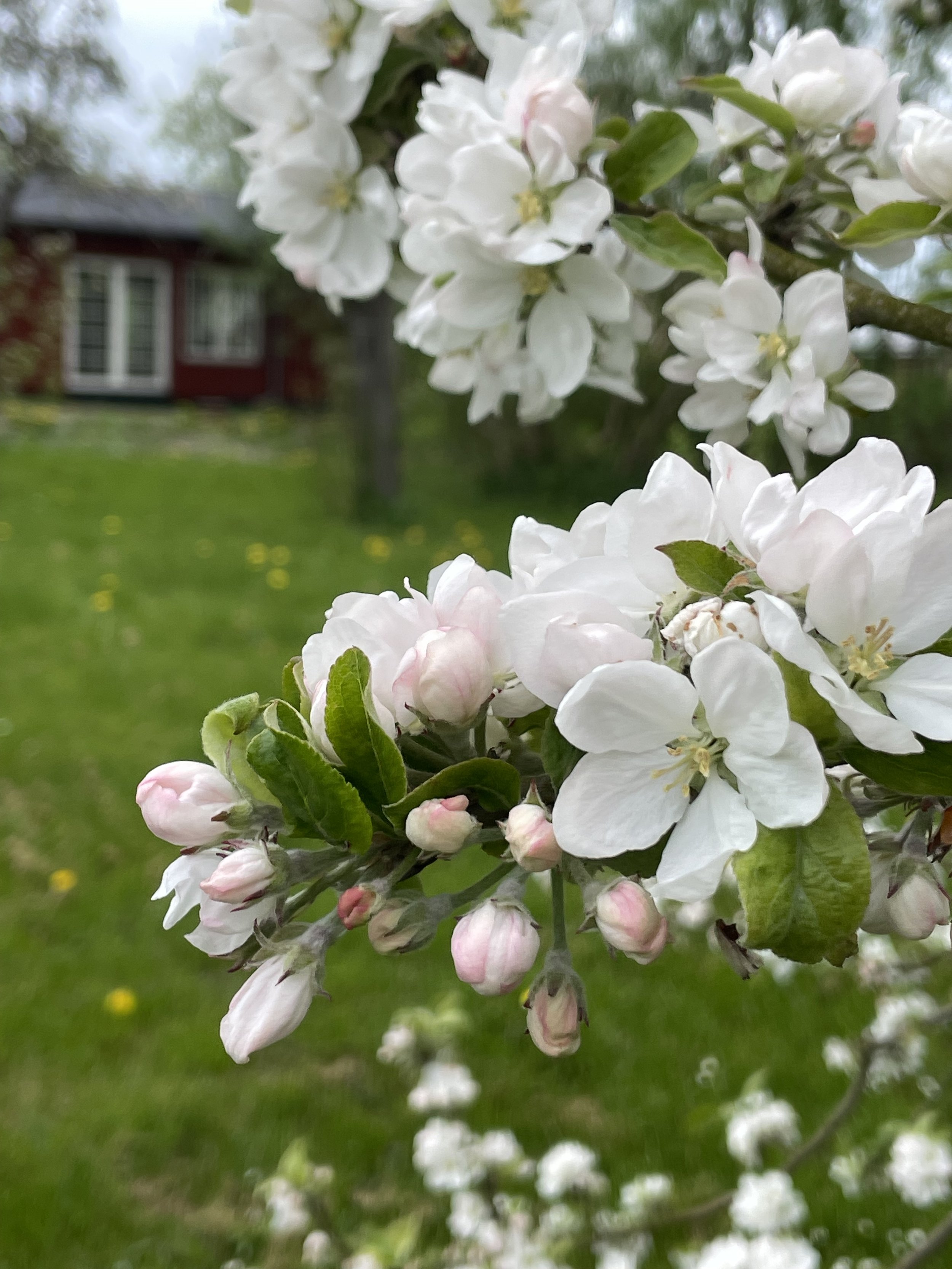 Forår: Skriveterapi, der forandrer. 8-10 maj 2026