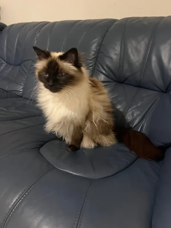 rs=w_600,cg_true,m (23).webp