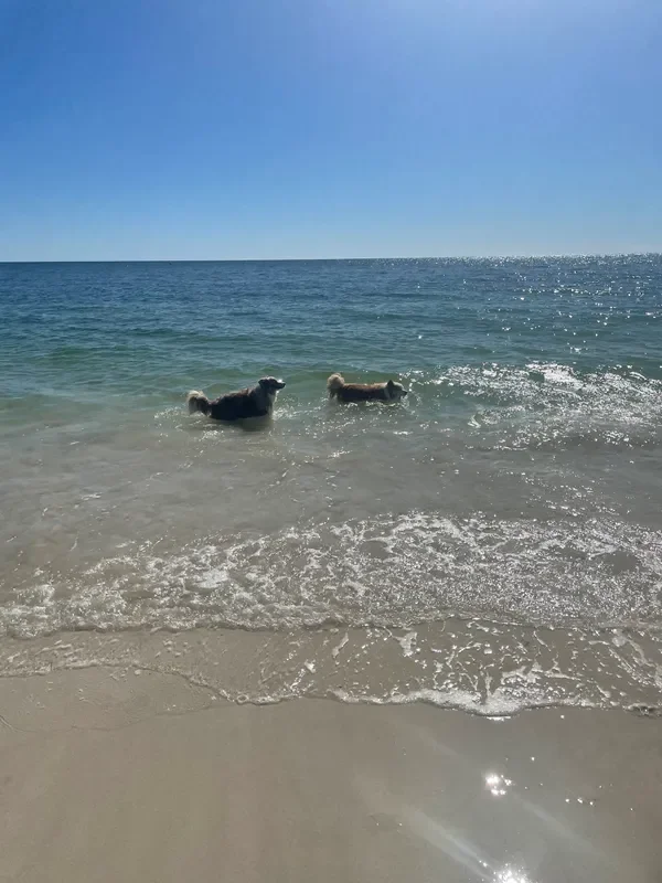 rs=w_600,cg_true,m (22).webp