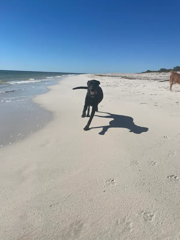 rs=w_600,cg_true,m (21).webp