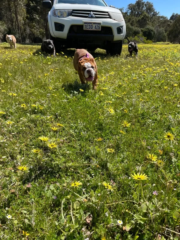 rs=w_600,cg_true,m (19).webp