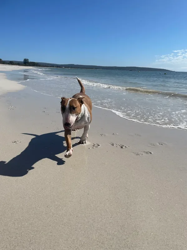 rs=w_600,cg_true,m (16).webp