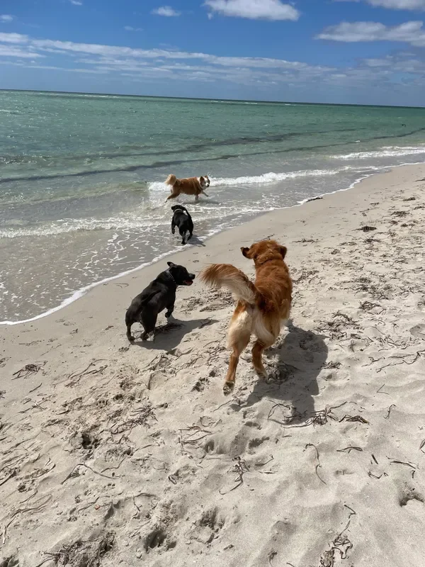 rs=w_600,cg_true,m (15).webp