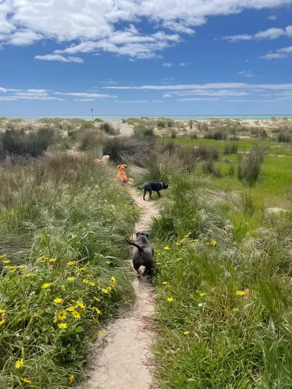 rs=w_600,cg_true,m (14).webp