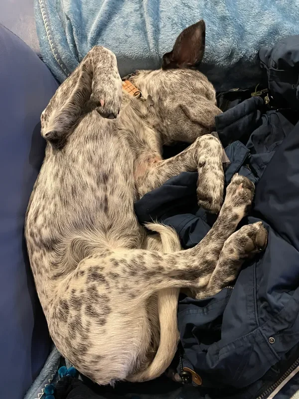 rs=w_600,cg_true,m (12).webp