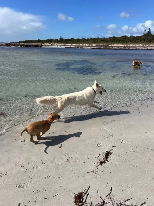 rs=w_600,cg_true,m (2).webp