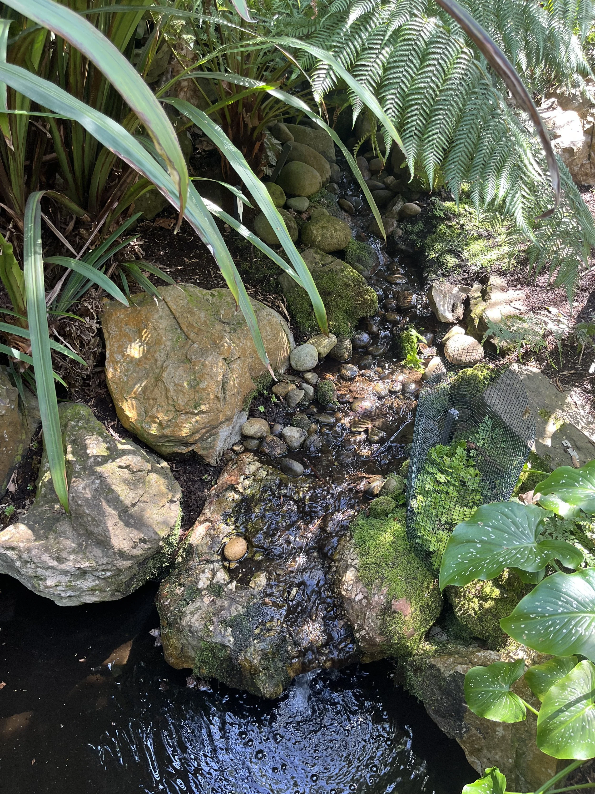 A small garden stream with rocks, moss, and lush green plants, including large leafy plants and ferns, with sunlight filtering through the foliage.