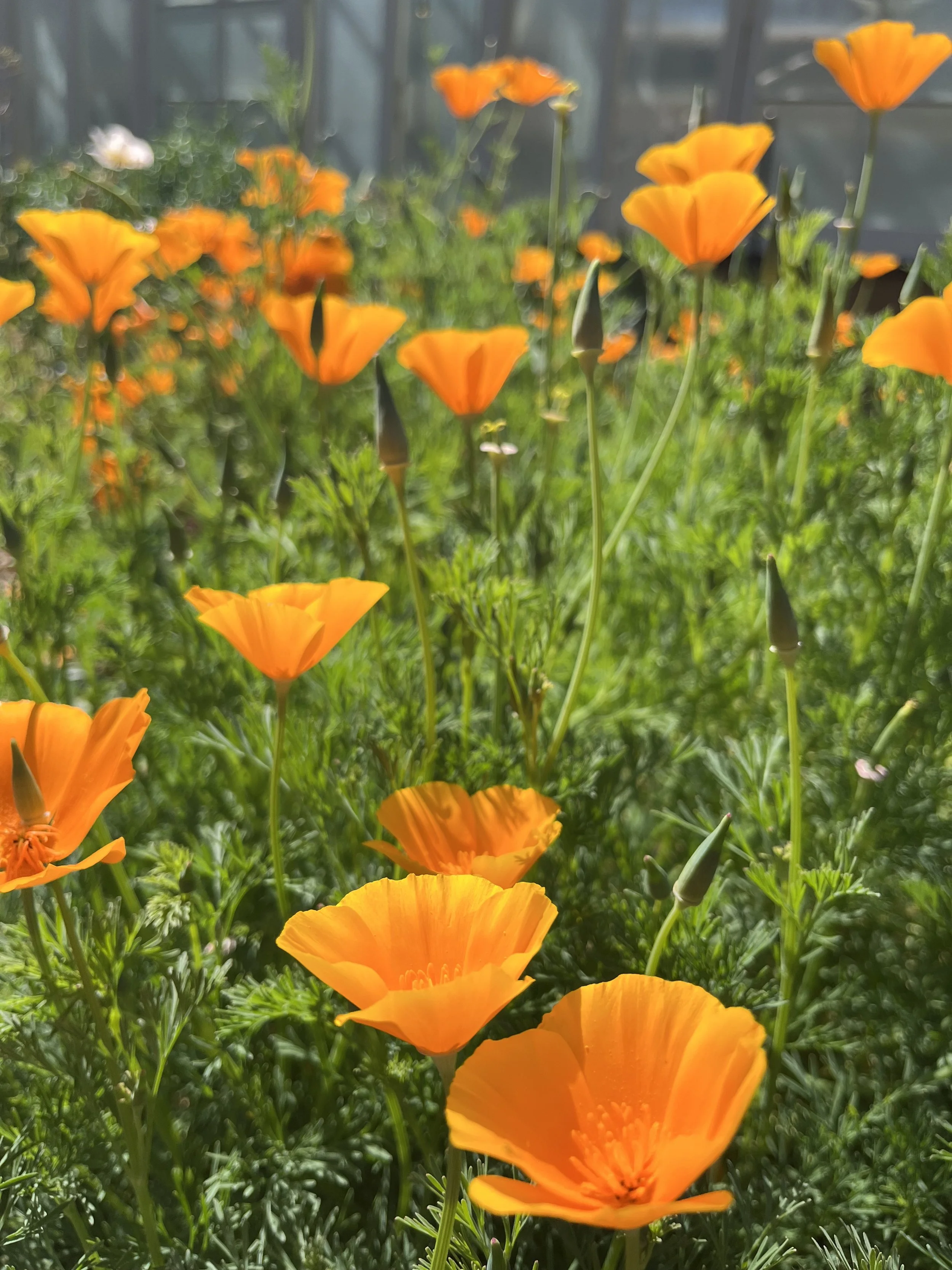 Close-up of bright orange California poppy flowers blooming in a garden with a greenhouse or window structure in the background.