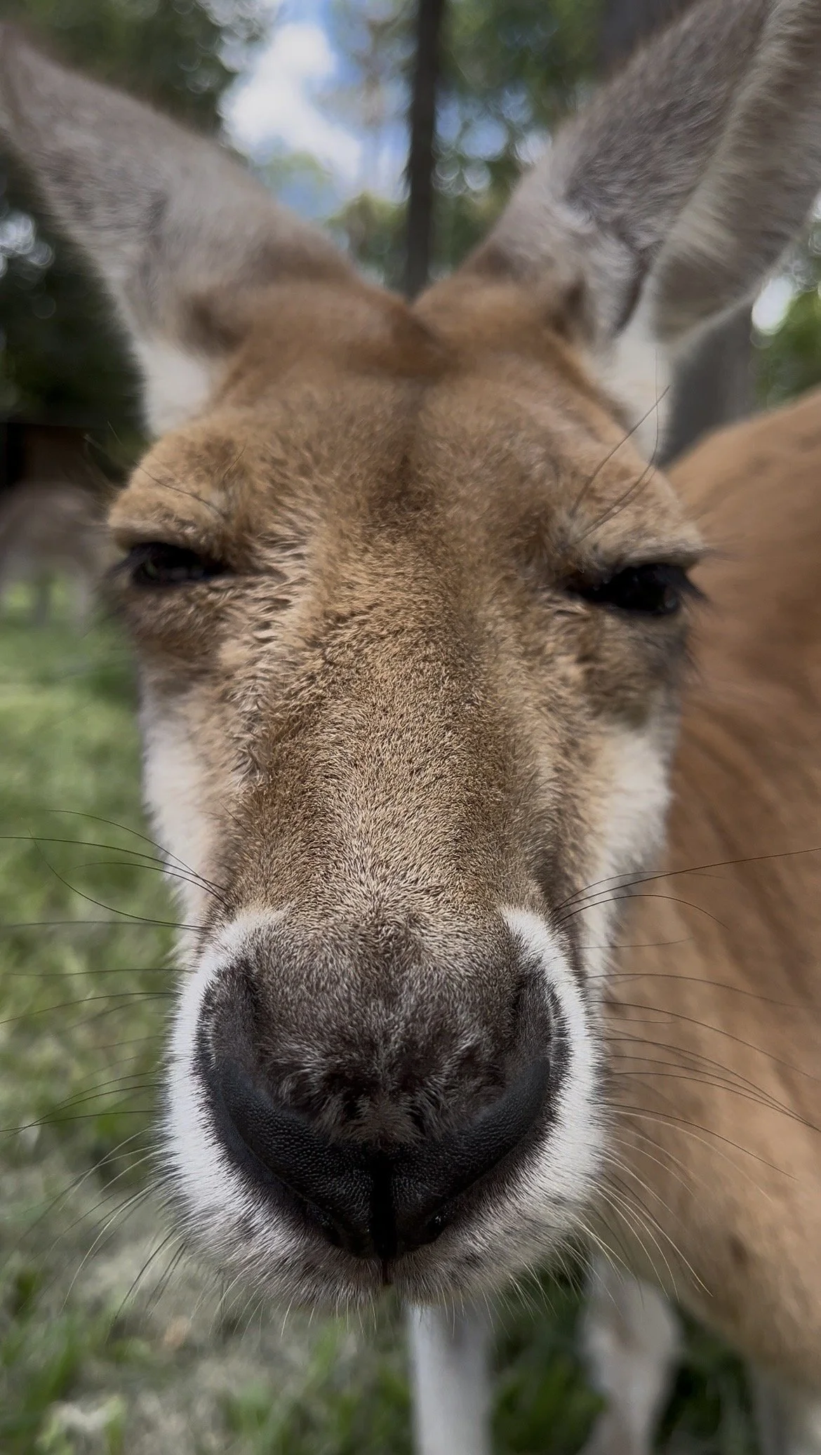 Australian Wildlife: Kangaroo