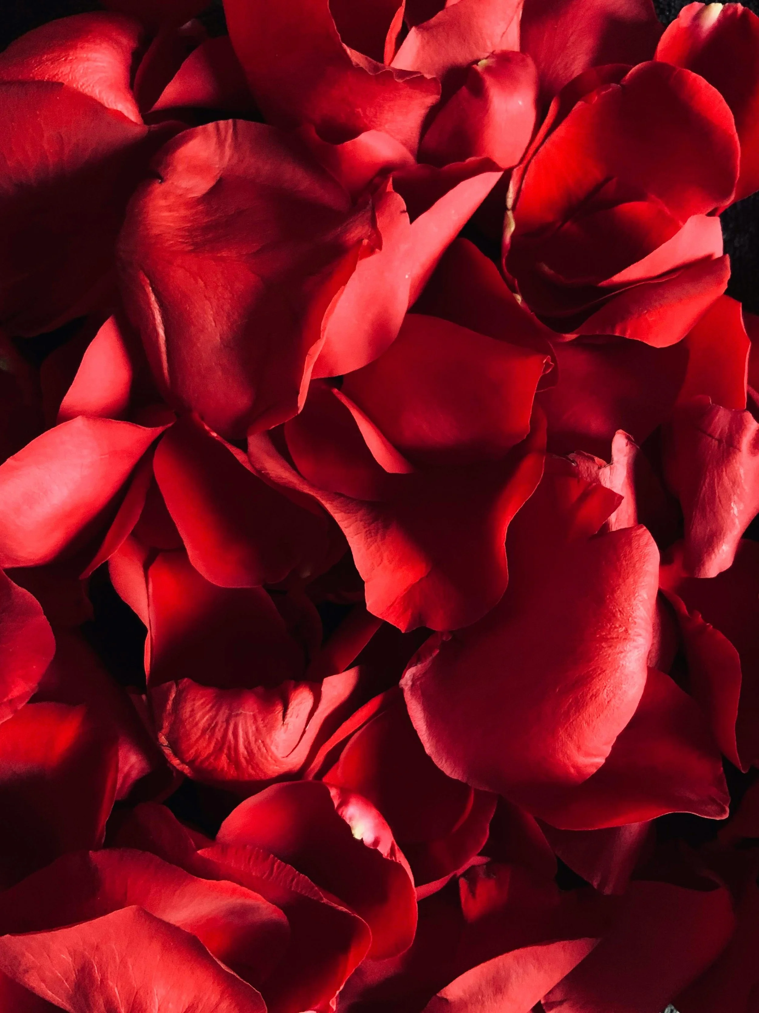 Close-up view of red rose petals of a couple applying to a partner visa australia