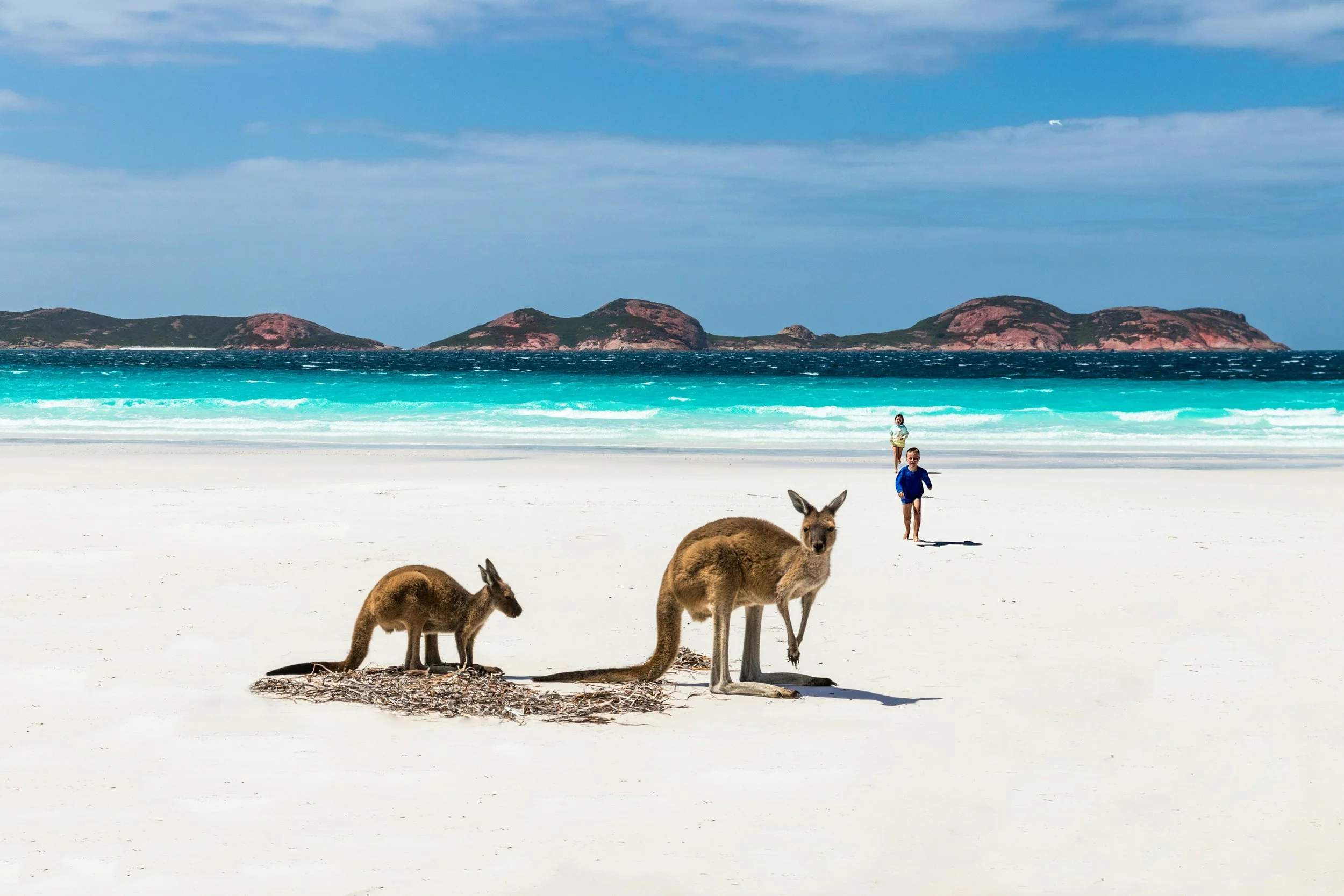 Two kangaroos on a sandy beach with people in the background, ocean waves, and islands in the distance.