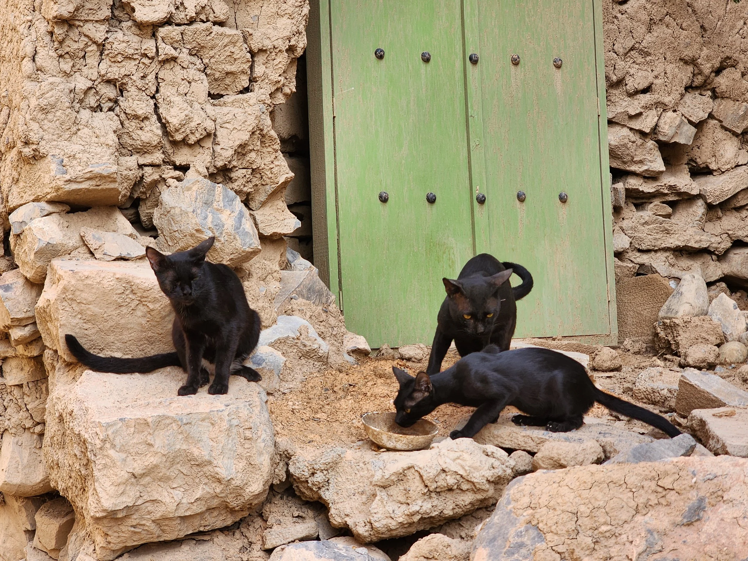 stray cats.jpg