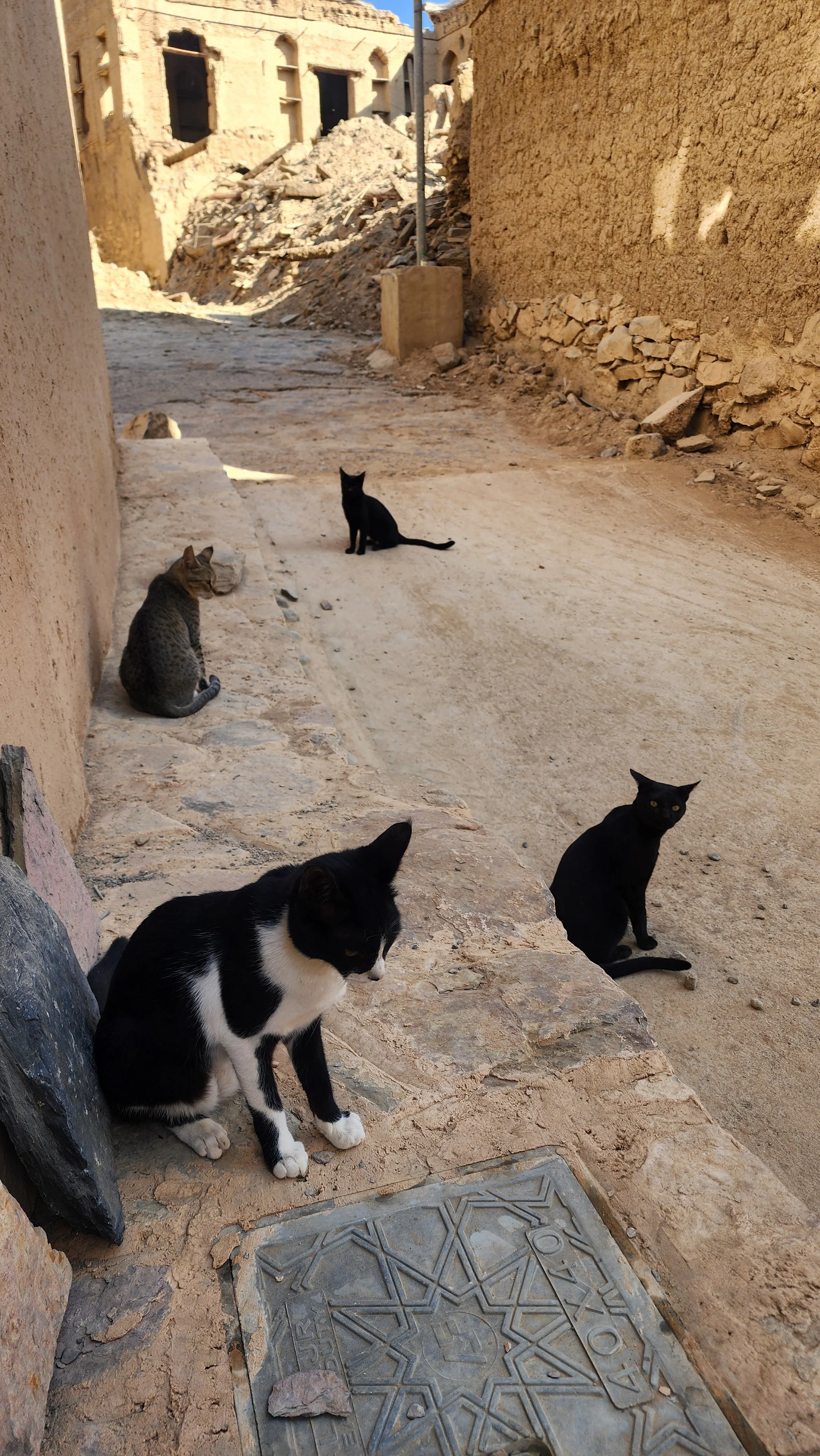 stray cats 02.jpg