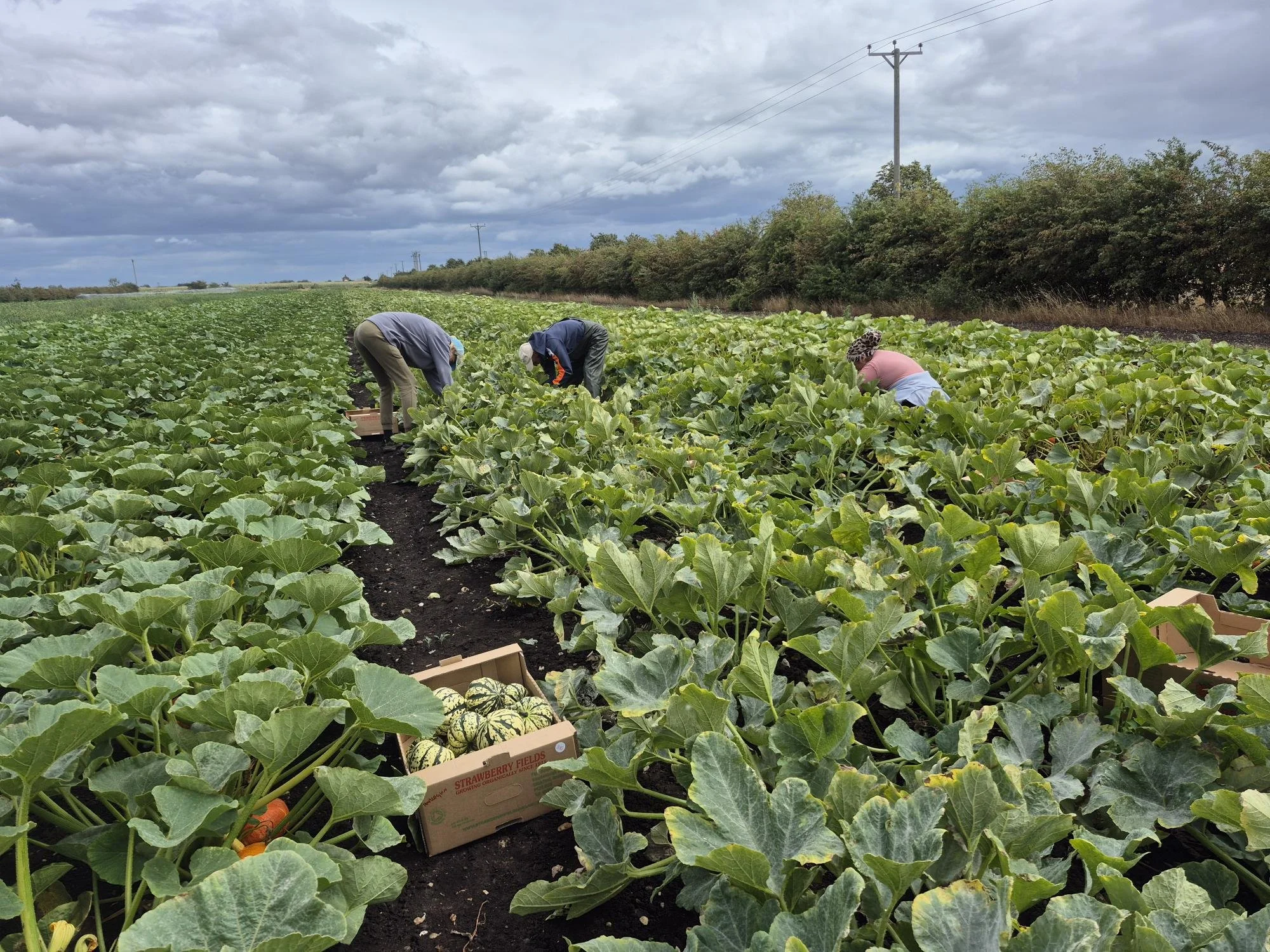 Beyond organic: What truly sustainable farming looks like