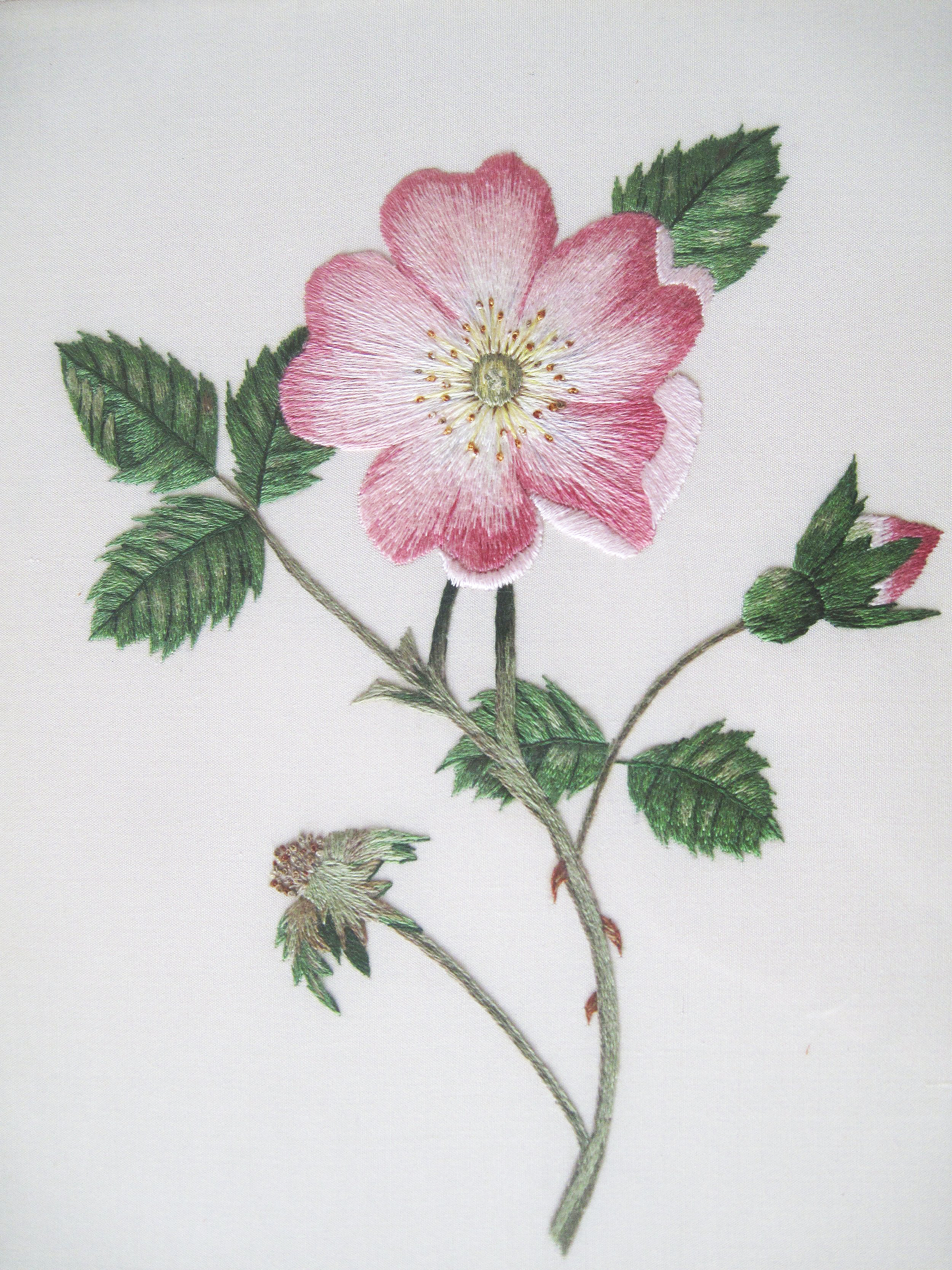 Wild Rose. My first thread painting project. This wild rose was my first attempt at thread painting, it daunted me somewhat , but by the time I got to the last petal I was converted. Thread painting was for me!
Long and short stitch in stranded cotto
