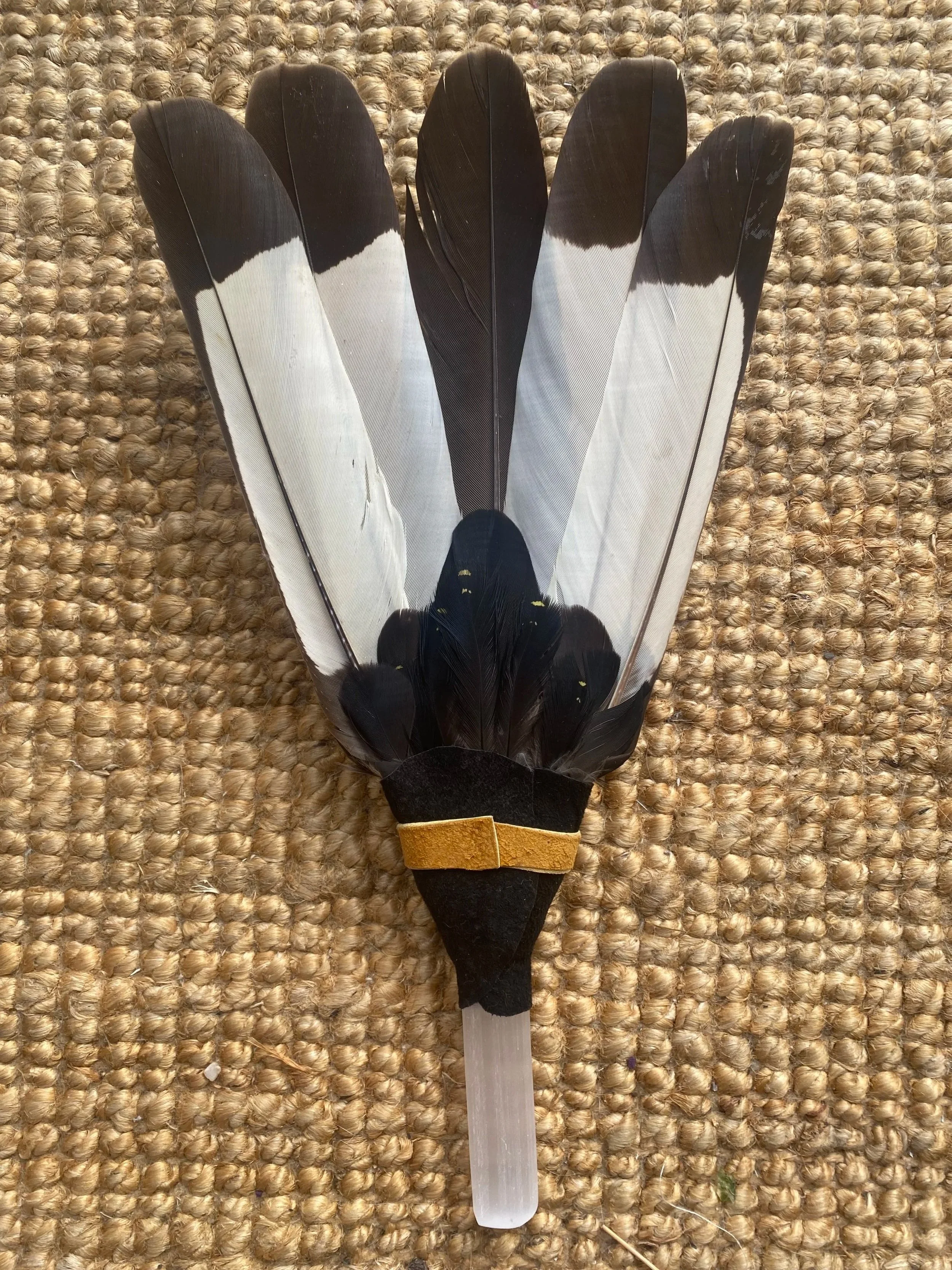 white+tail+black+coacktoo+fan2.jpg