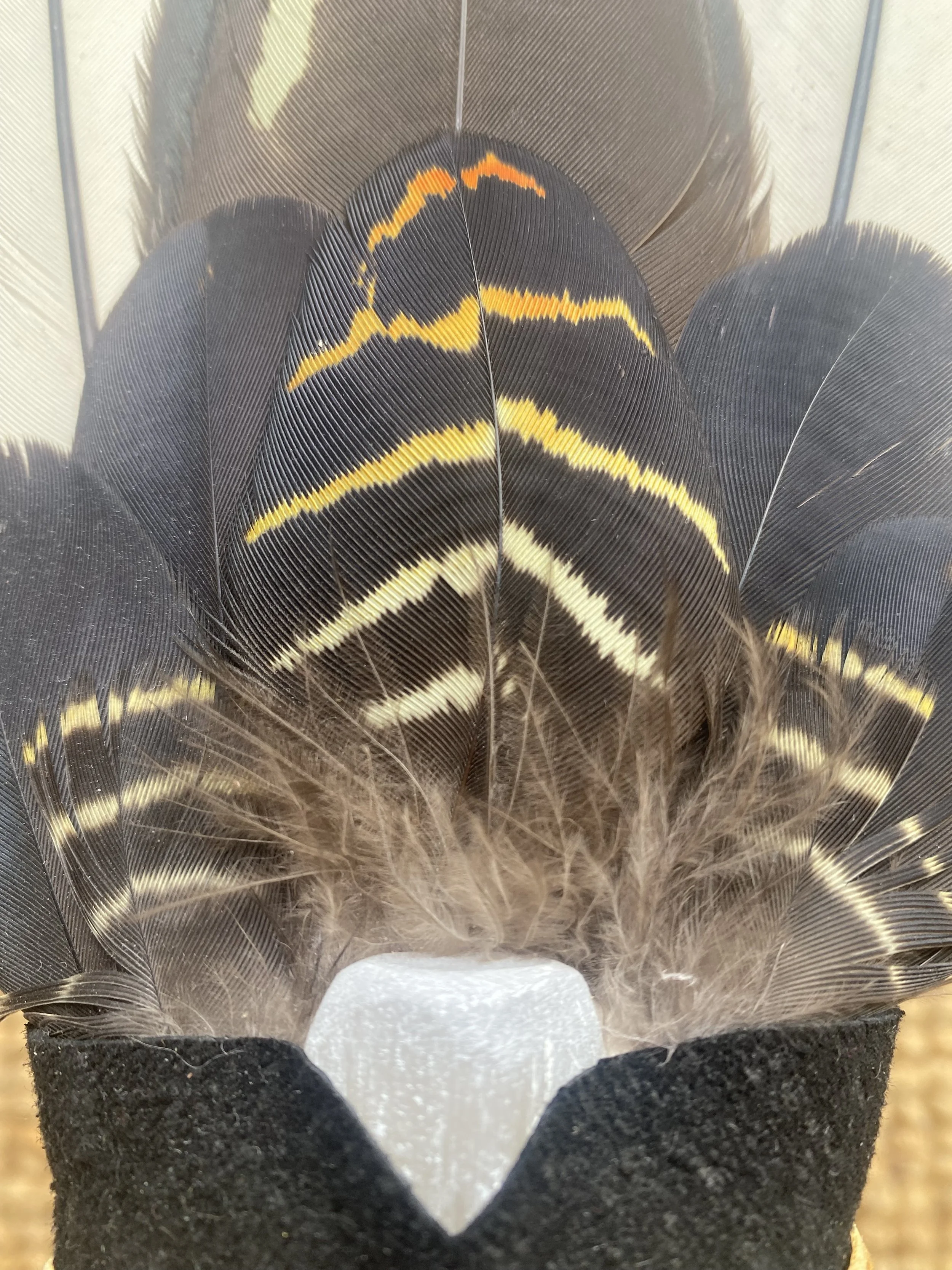 white tail black coacktoo fan4.jpg