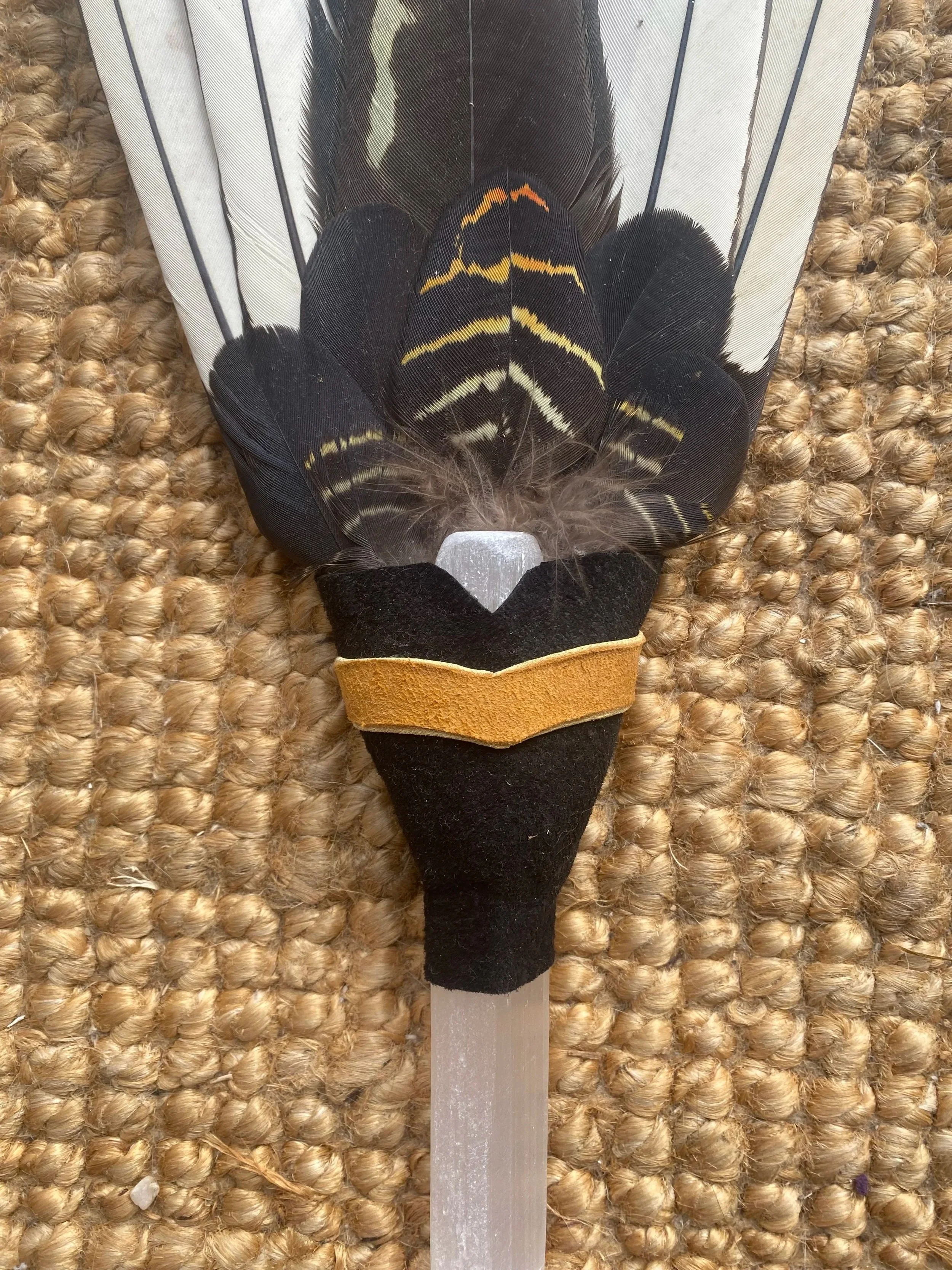 white+tail+black+coacktoo+fan1.jpg