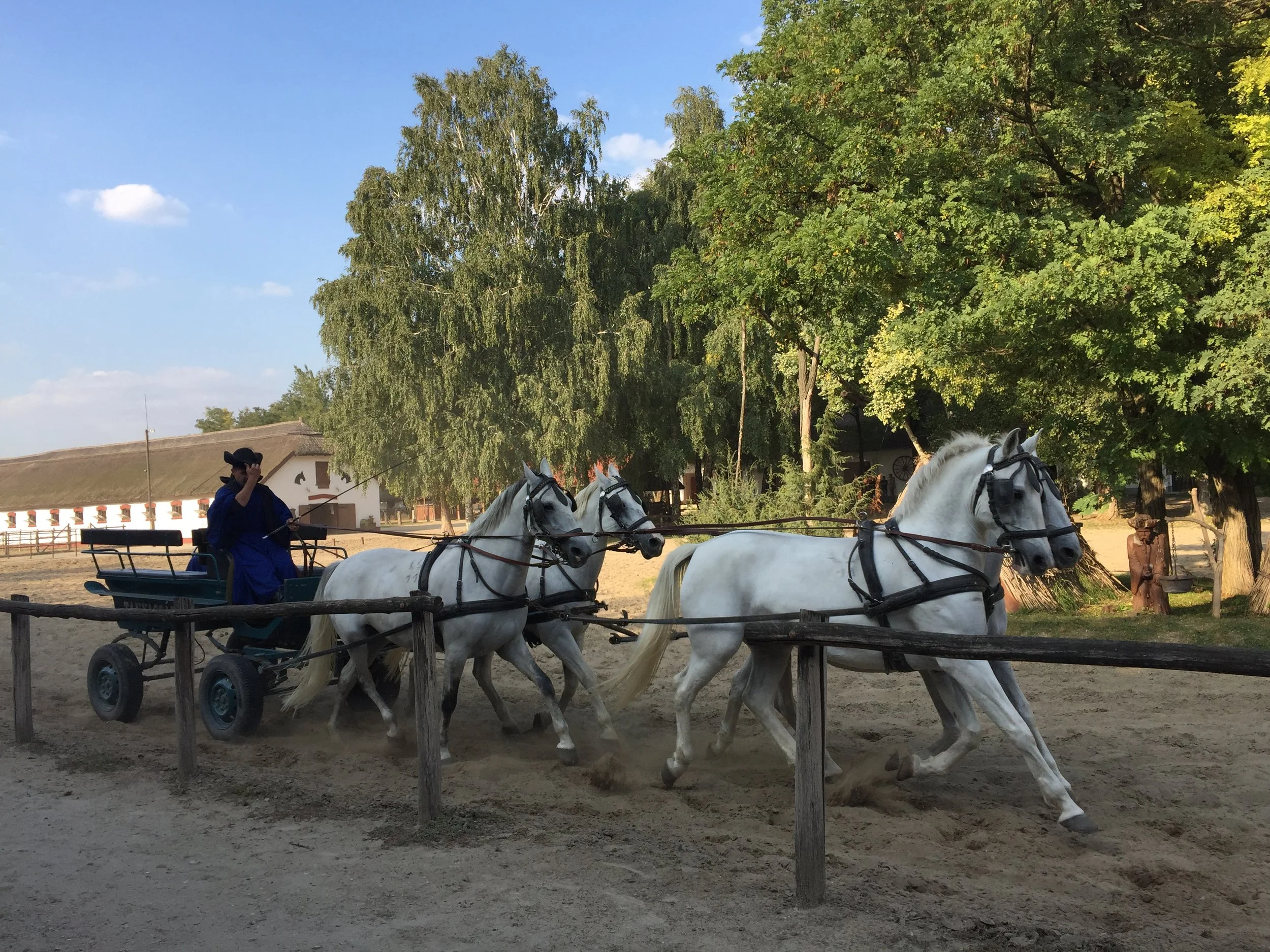 Memory Lane: Palinka, Lipizzaners and the Hungarian Puszta
