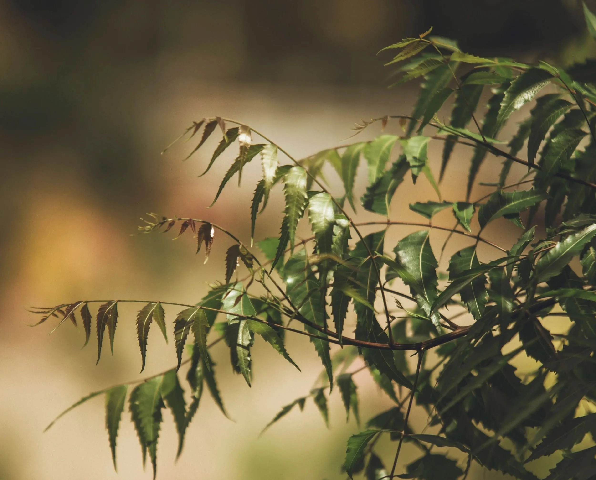 Neem Oil, and the Questions It Left Me With