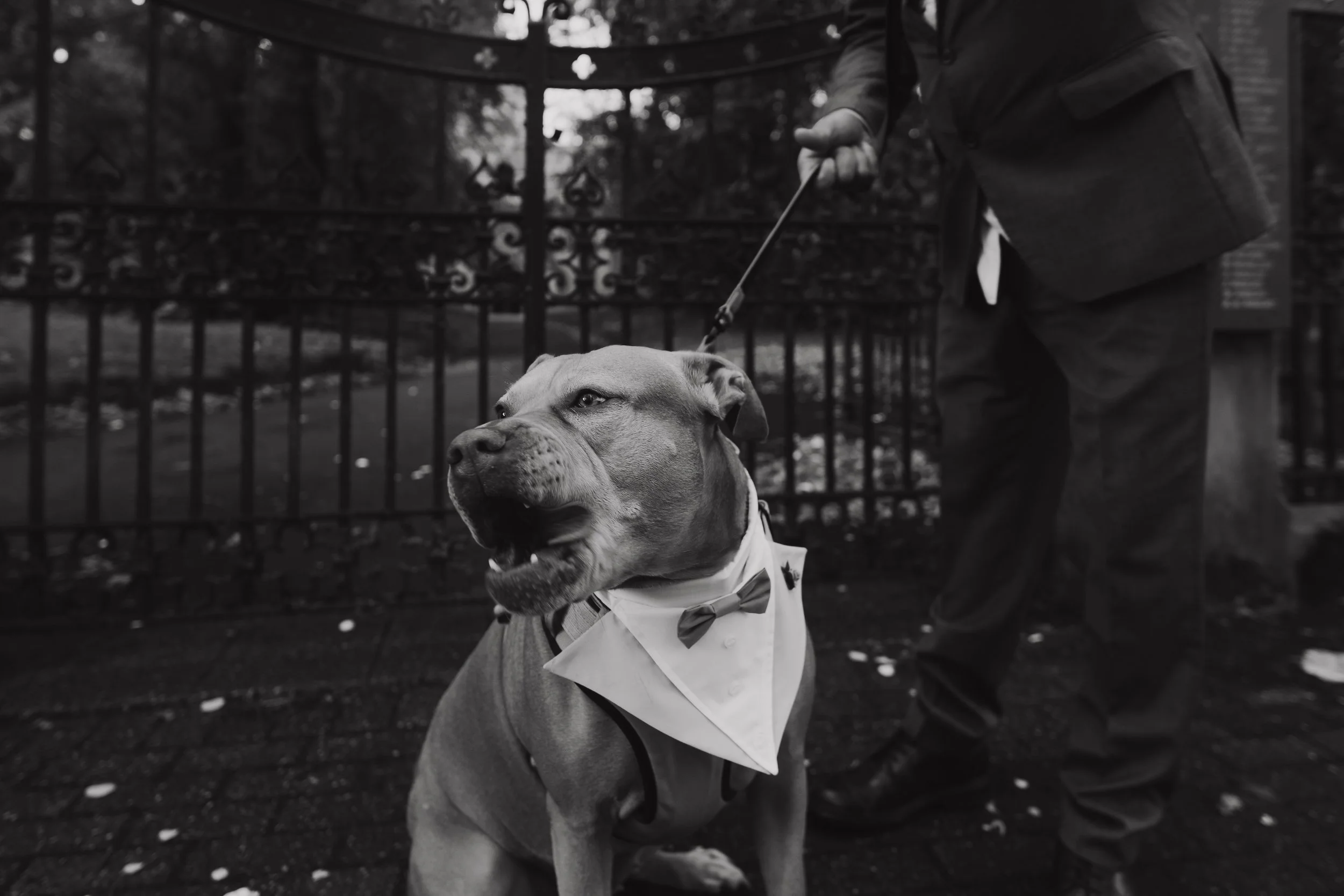A man in a suit holding a leash attached to a dog dressed in a tuxedo with a bowtie, standing outside near a wrought iron fence.