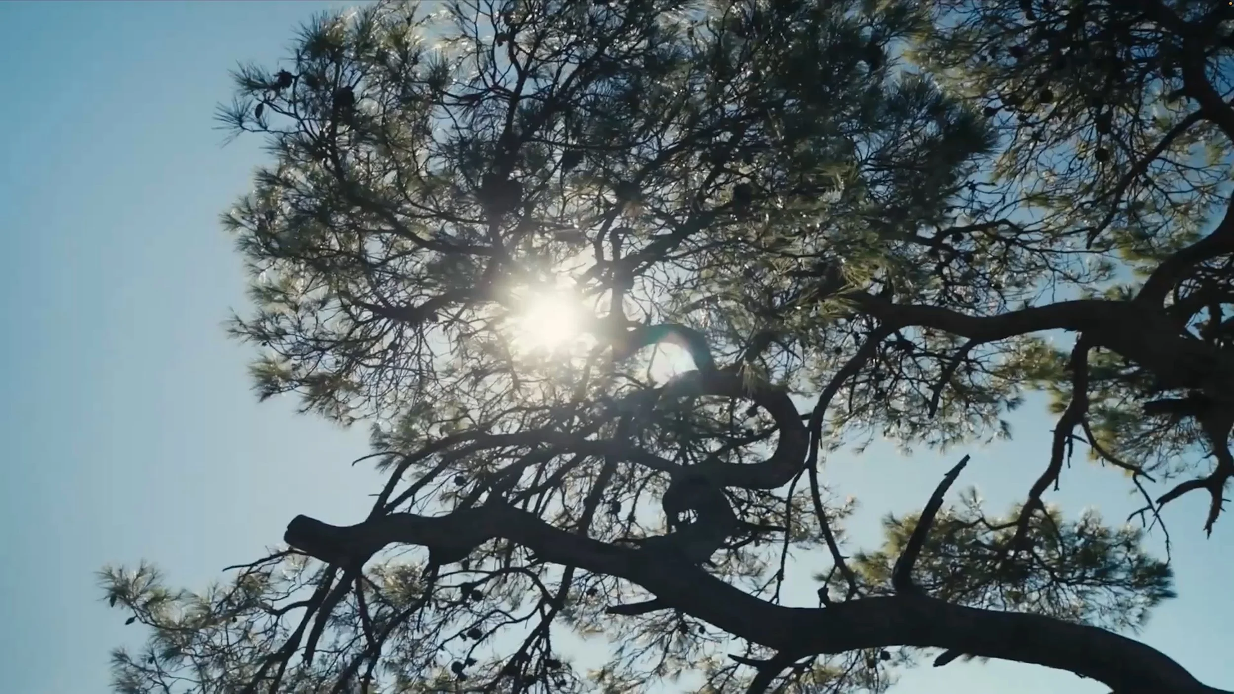 SAWA Video fallback image.jpg