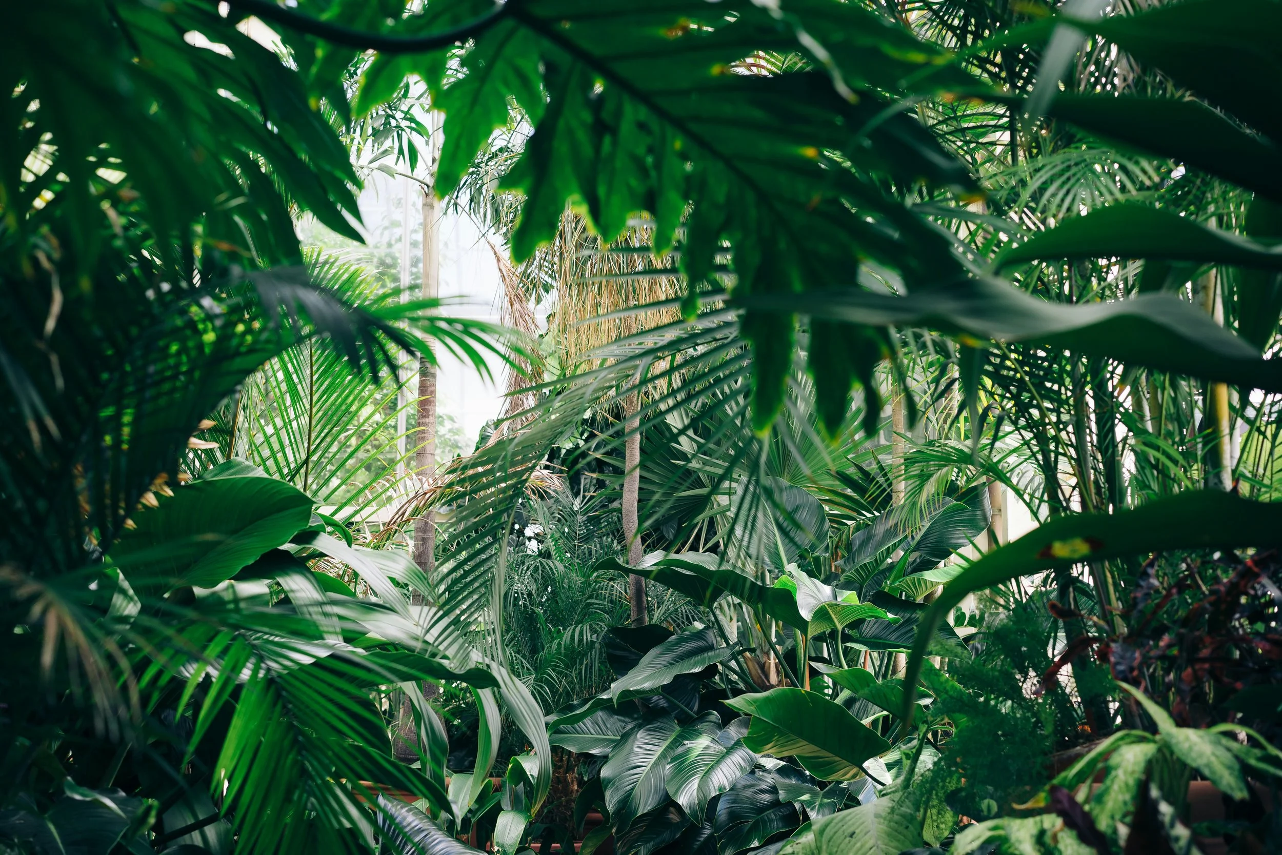 Lush tropical jungle with various green plants and leaves, sunlight filtering through, creating a vibrant and dense canopy.