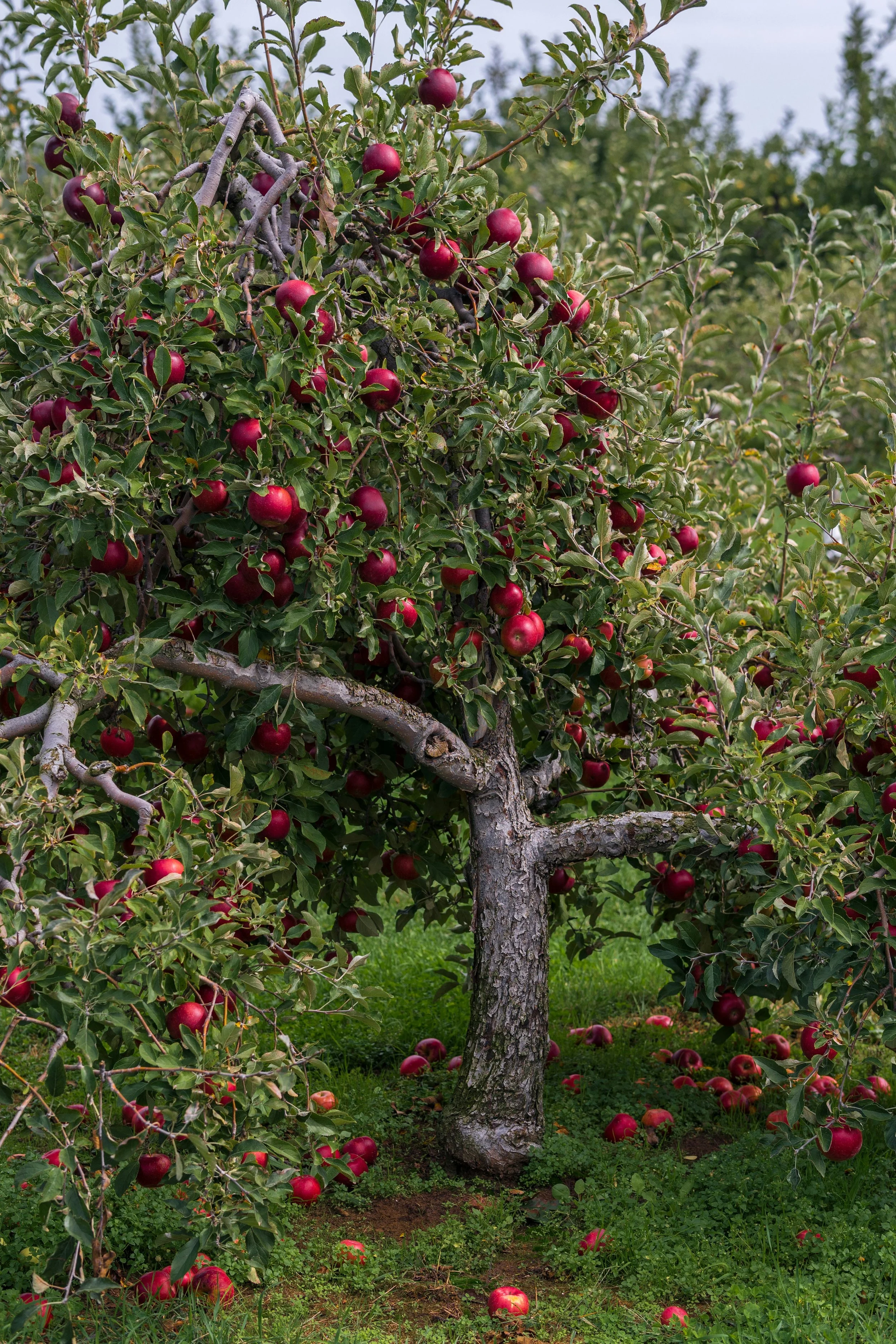 An apple tree with red apples hanging from its branches, growing in an orchard with green grass on the ground.