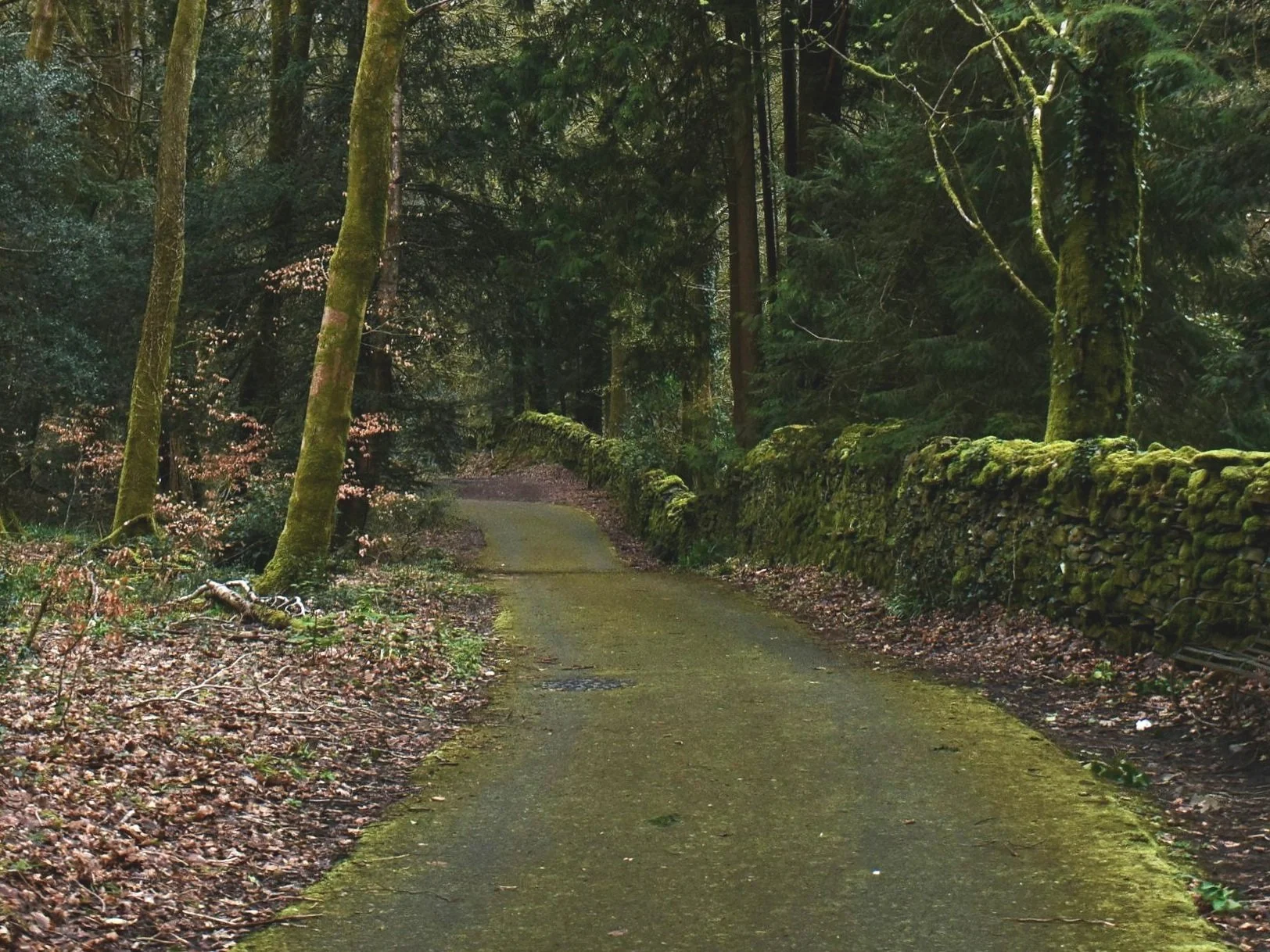A winding forest trail surrounded by tall, moss-covered trees and a mossy stone wall on the right side.