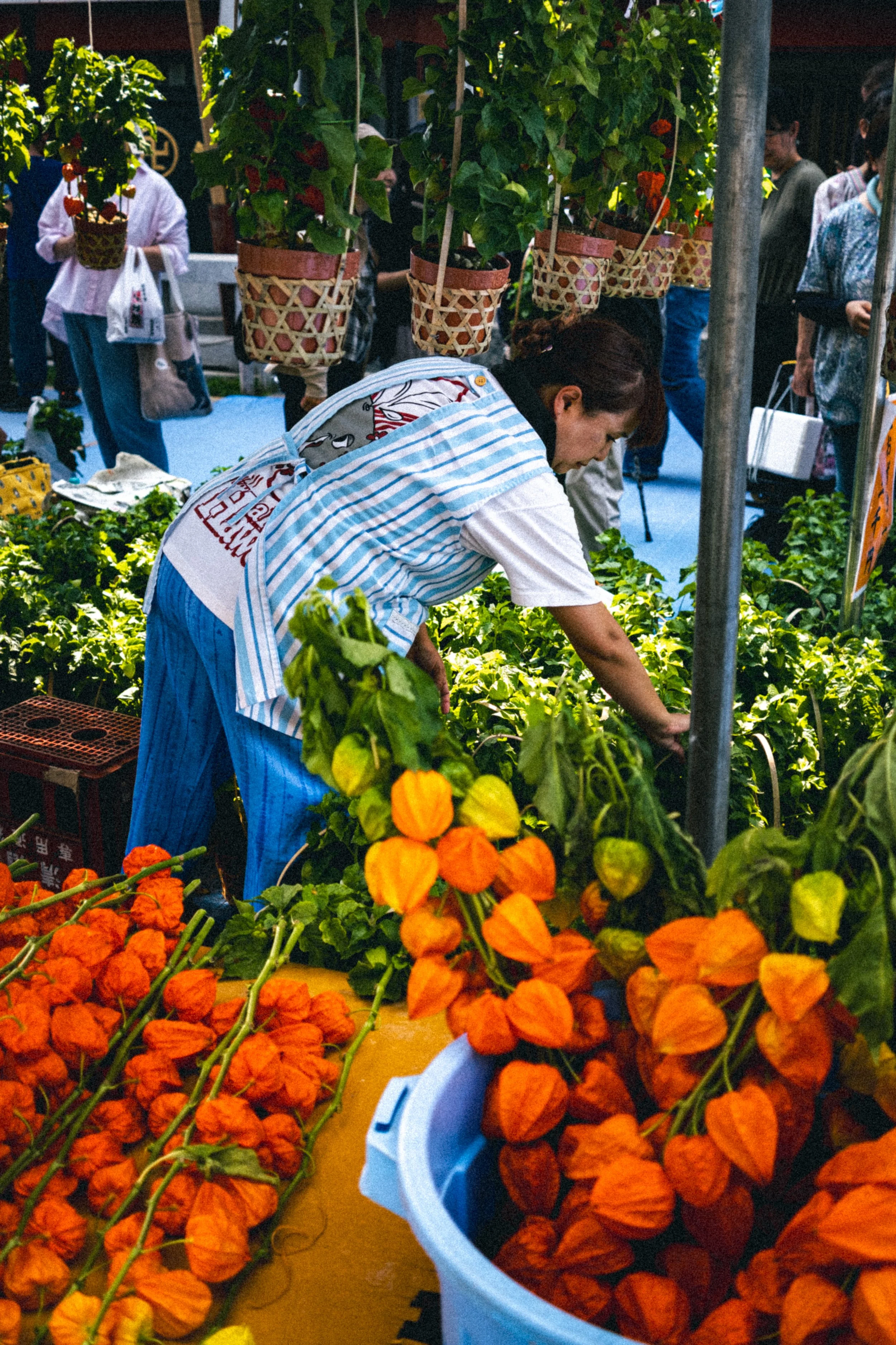 Femme arrangeant des fleurs de lanternes chinoises orange sur un étal de marché, avec des plantes en pot suspendues au-dessus et des clients en arrière-plan.