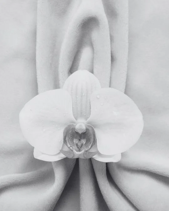 White orchid flower resting on soft folded fabric, symbolising femininity, refinement, and the delicate nature of labiaplasty procedures.