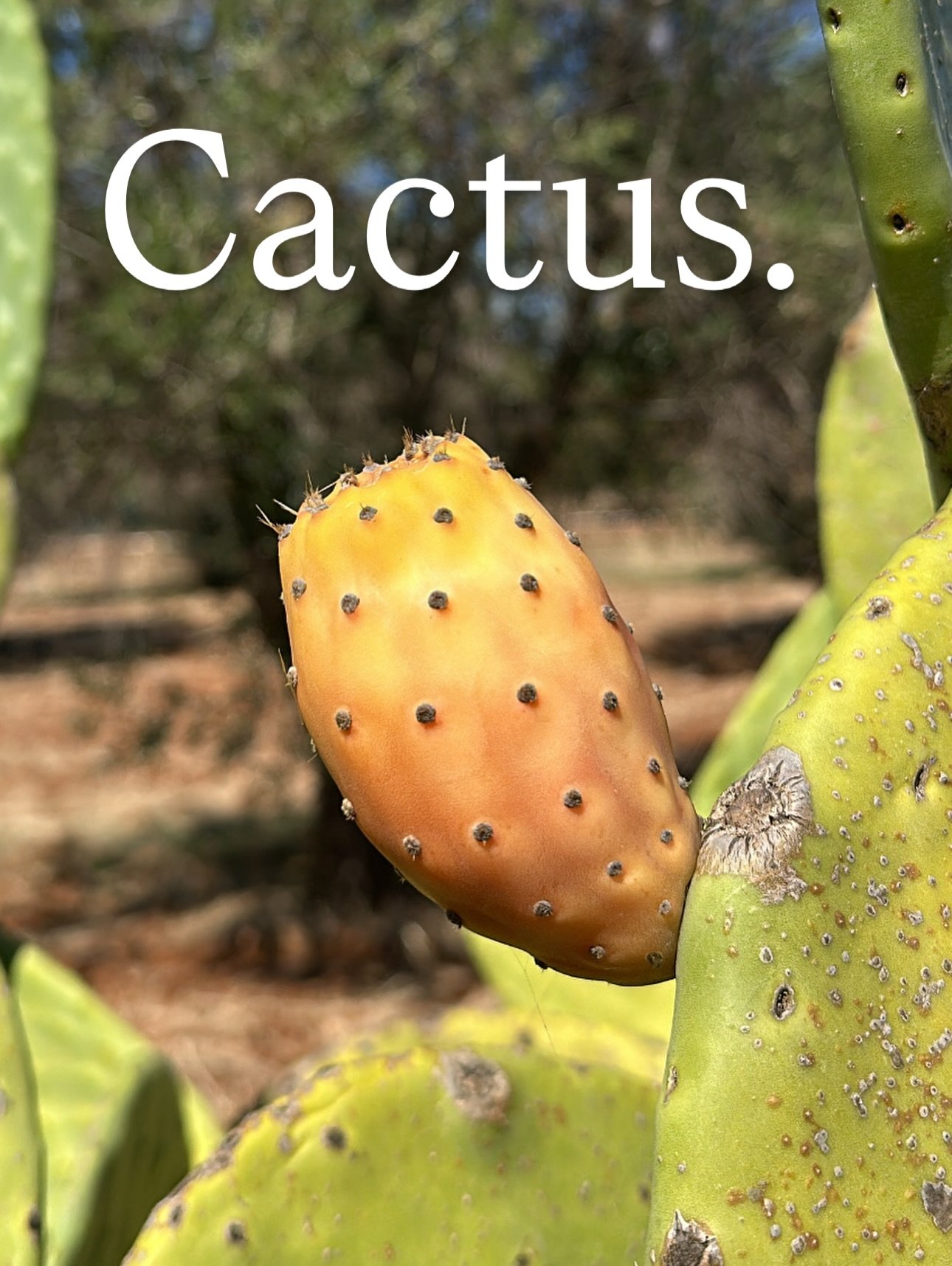 The Puglia Project | Trees/Fruit 🌴🍈 

Some of the trees and fruit around my land in Puglia. There are also some others, like apricot trees, but wrong time of year for their fruit. 

Imagine the first BBQ 🙌🏻 , especially once the pizza oven is res