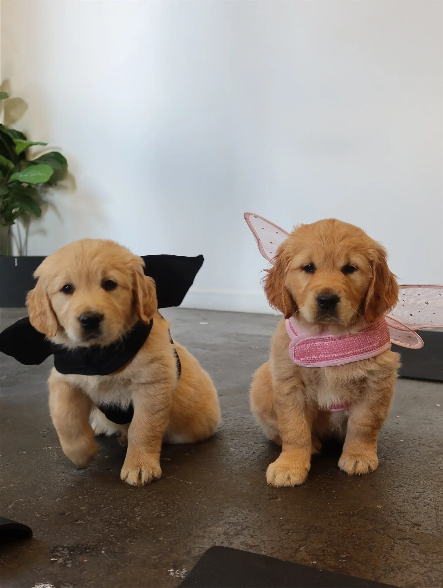 Some happy snaps from our Halloween Puppy Pilates sessions yesterday 👻
Thank you all so much for coming. You guys are amazing!

Our classes aren&rsquo;t just for the humans - they are for the pups too! 💛
Each session helps them socialise, explore n