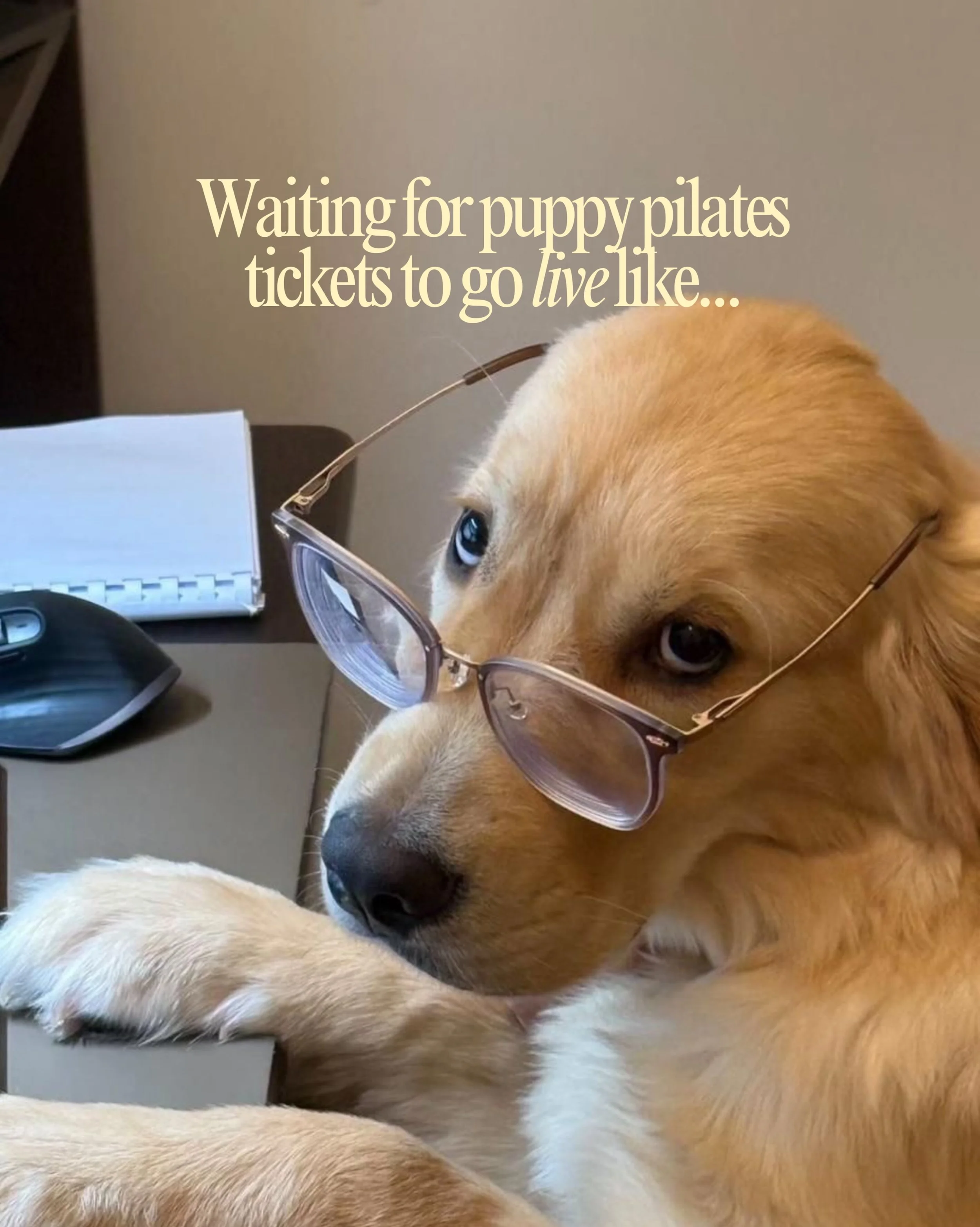 The wait is almost over...
24 hours until you can get your tickets!

Come and cure the winter blues by moving your body + spending time with the golden retriever pups ✨✨✨

When:
Saturday 27th June &ndash; 8:30am &amp; 10am
Sunday 5th July &ndash; 12: