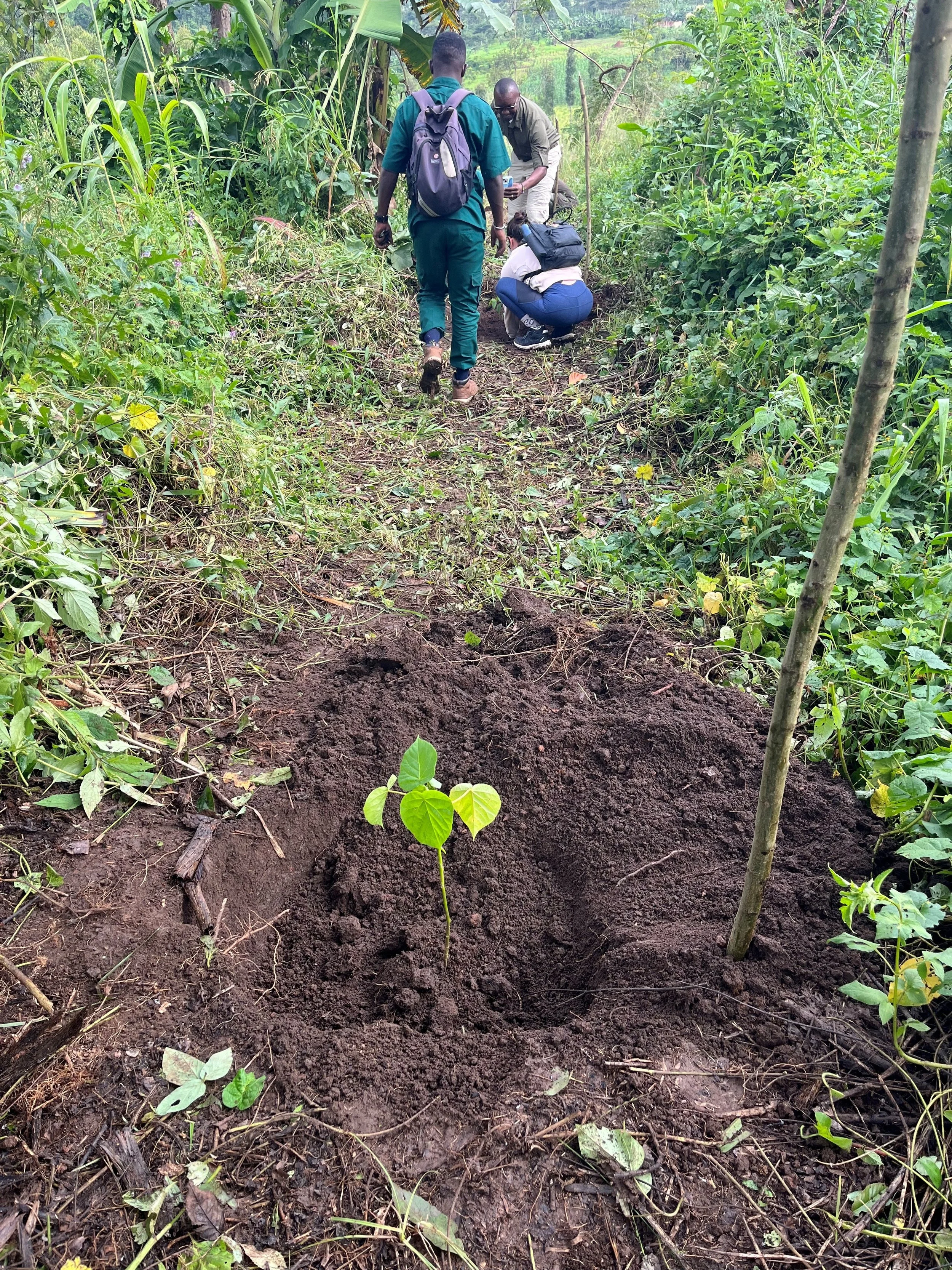 Putting down roots