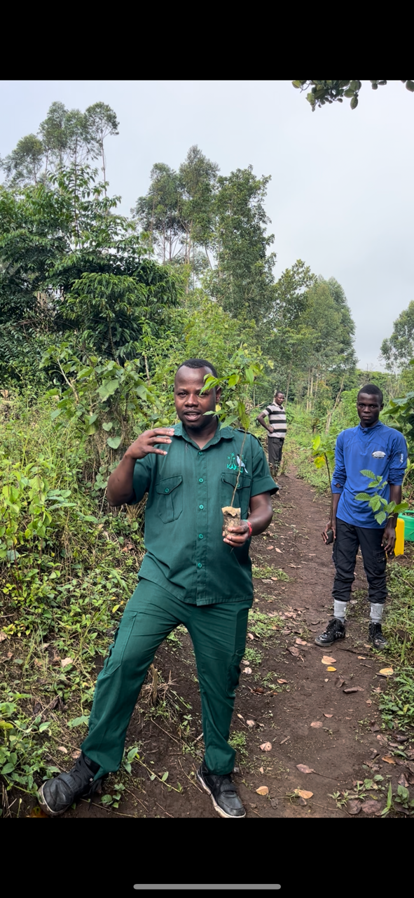 Tree planting project in Kibale Forest