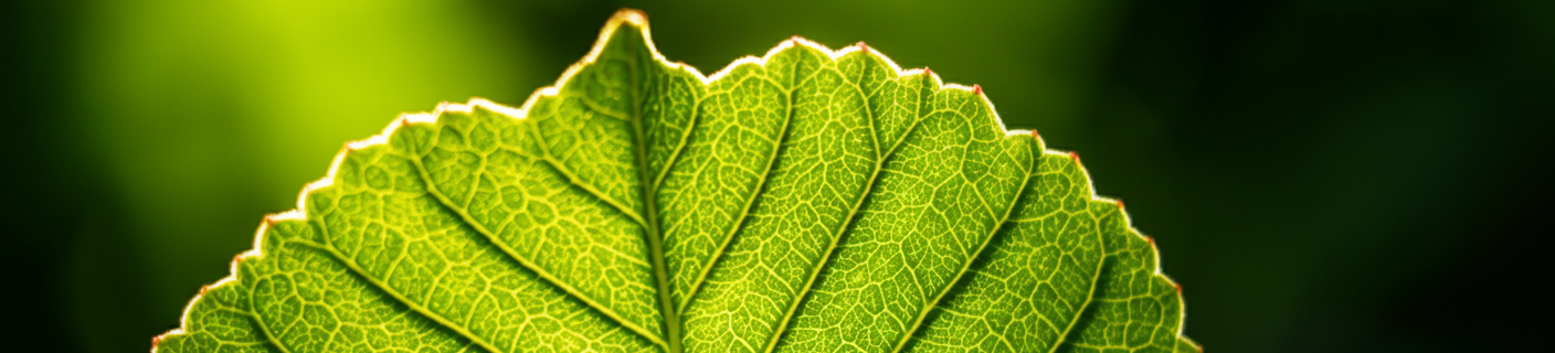 Close-up van een groene blad met duidelijke nerven en textuur