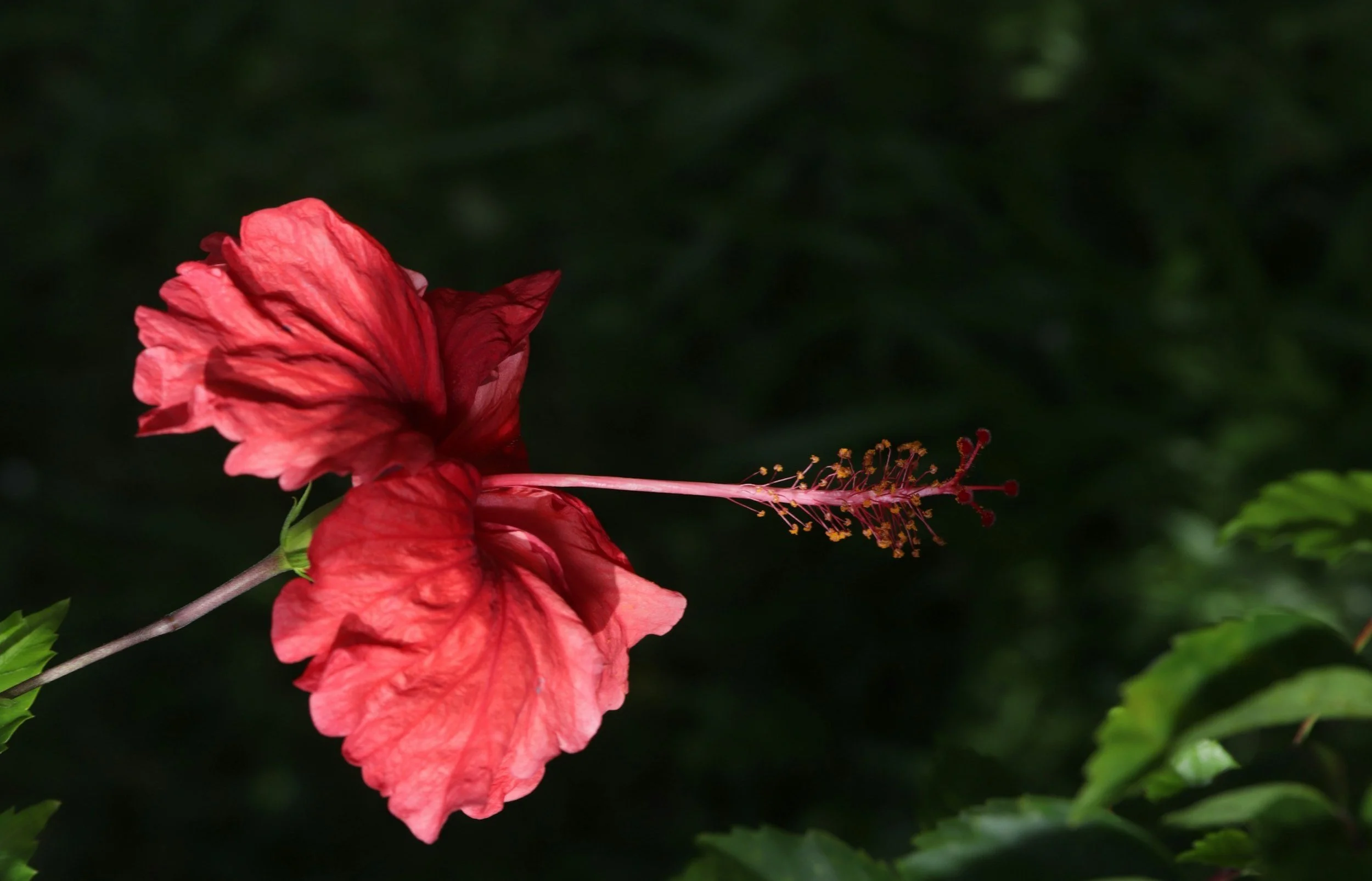 Een rode hibiscusbloem met lange zwarte stempel en gele stuifmeel, tegen een donkere groene achtergrond.