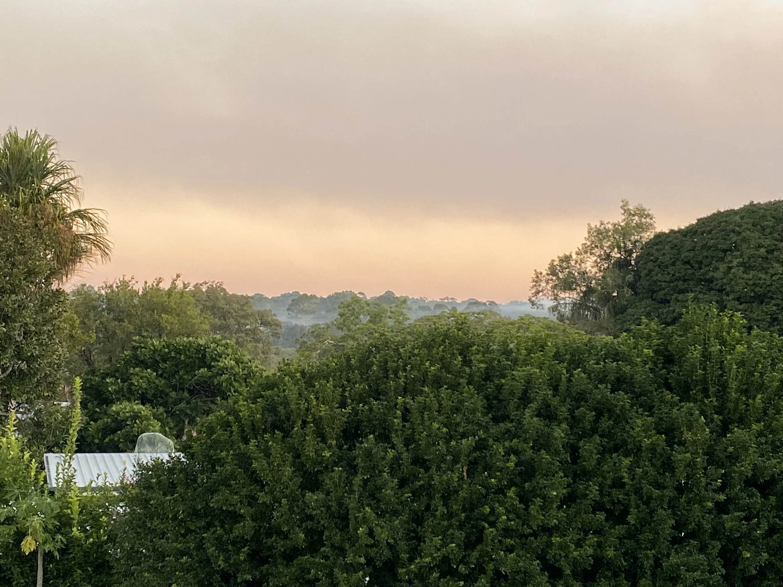 View of a lush green hedge with trees and shrubs under a pastel-colored sky at sunset.