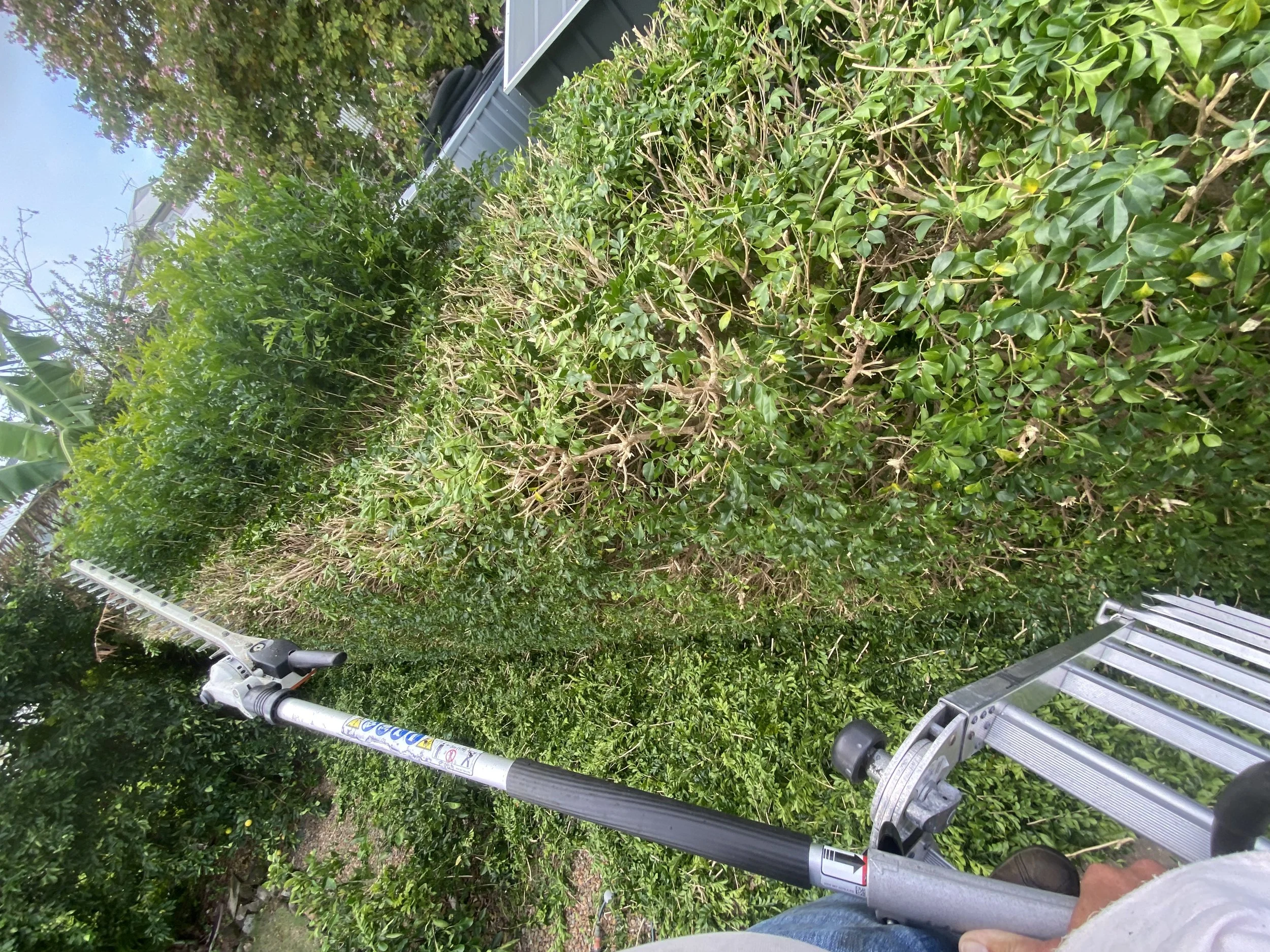 Hedge Trimming