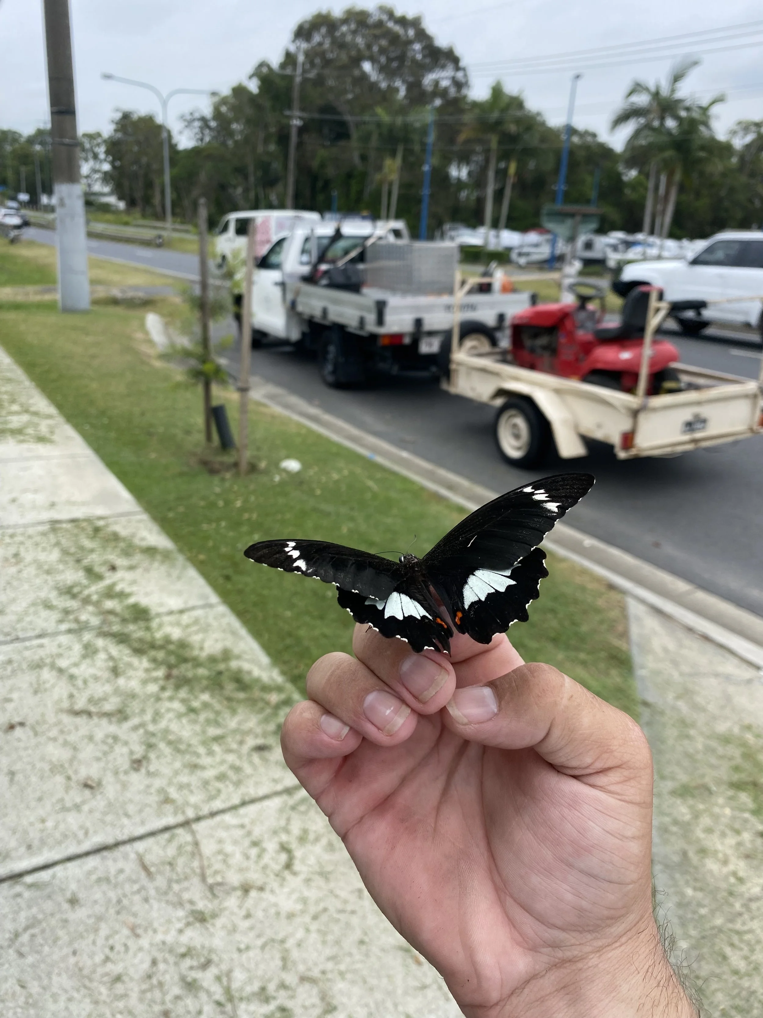 A person holding a black and white butterfly outdoors with lawn, trees, vehicles, and streetlights in the background.