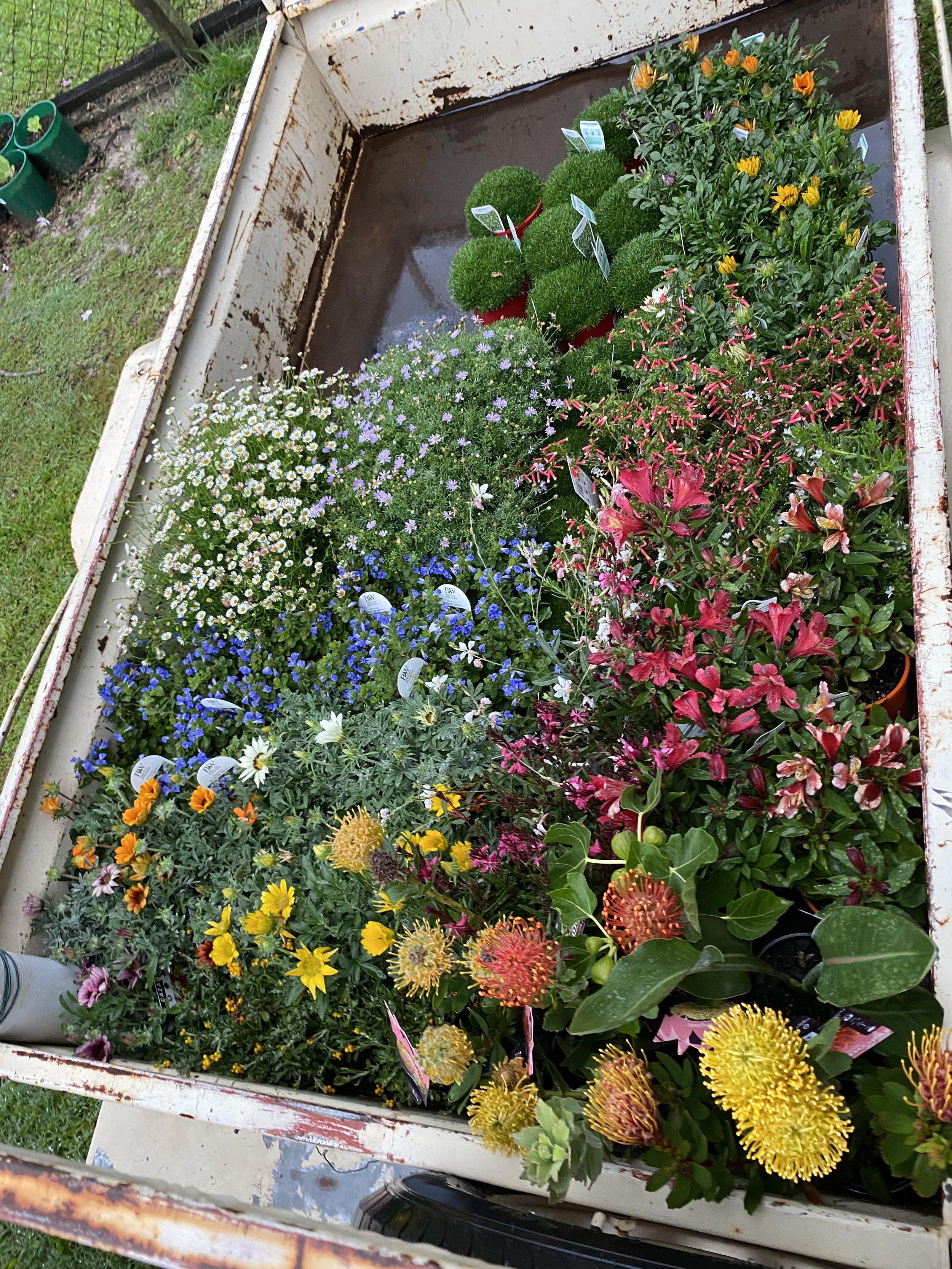 Flowers for a garden rejuvenation