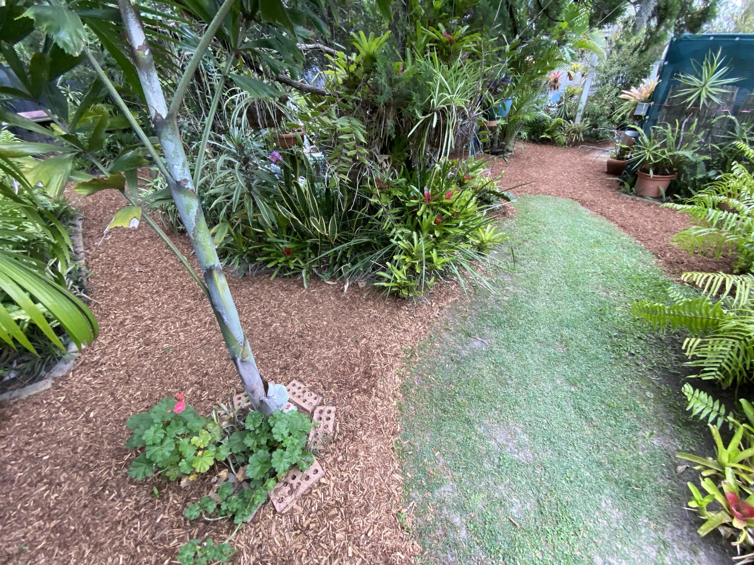 A garden pathway with green grass and mulch, surrounded by various potted plants and lush green foliage.