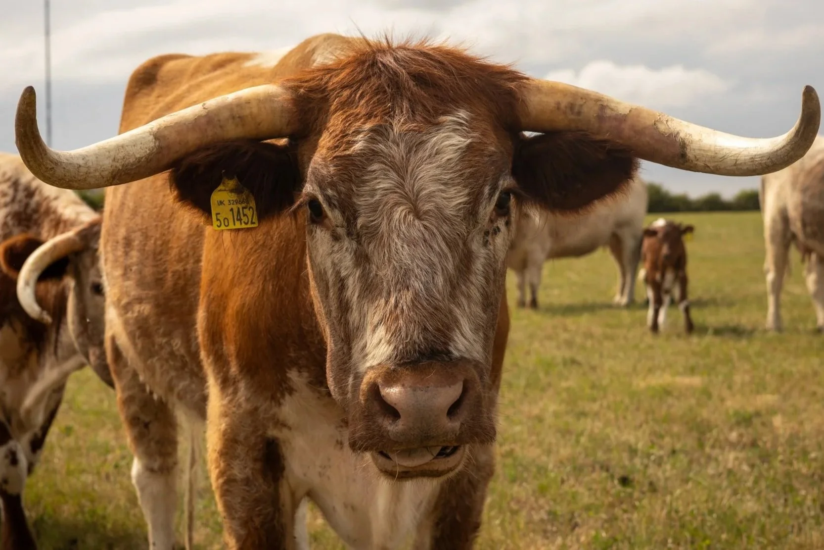 Farmhouse Finest Beef Box - Deposit